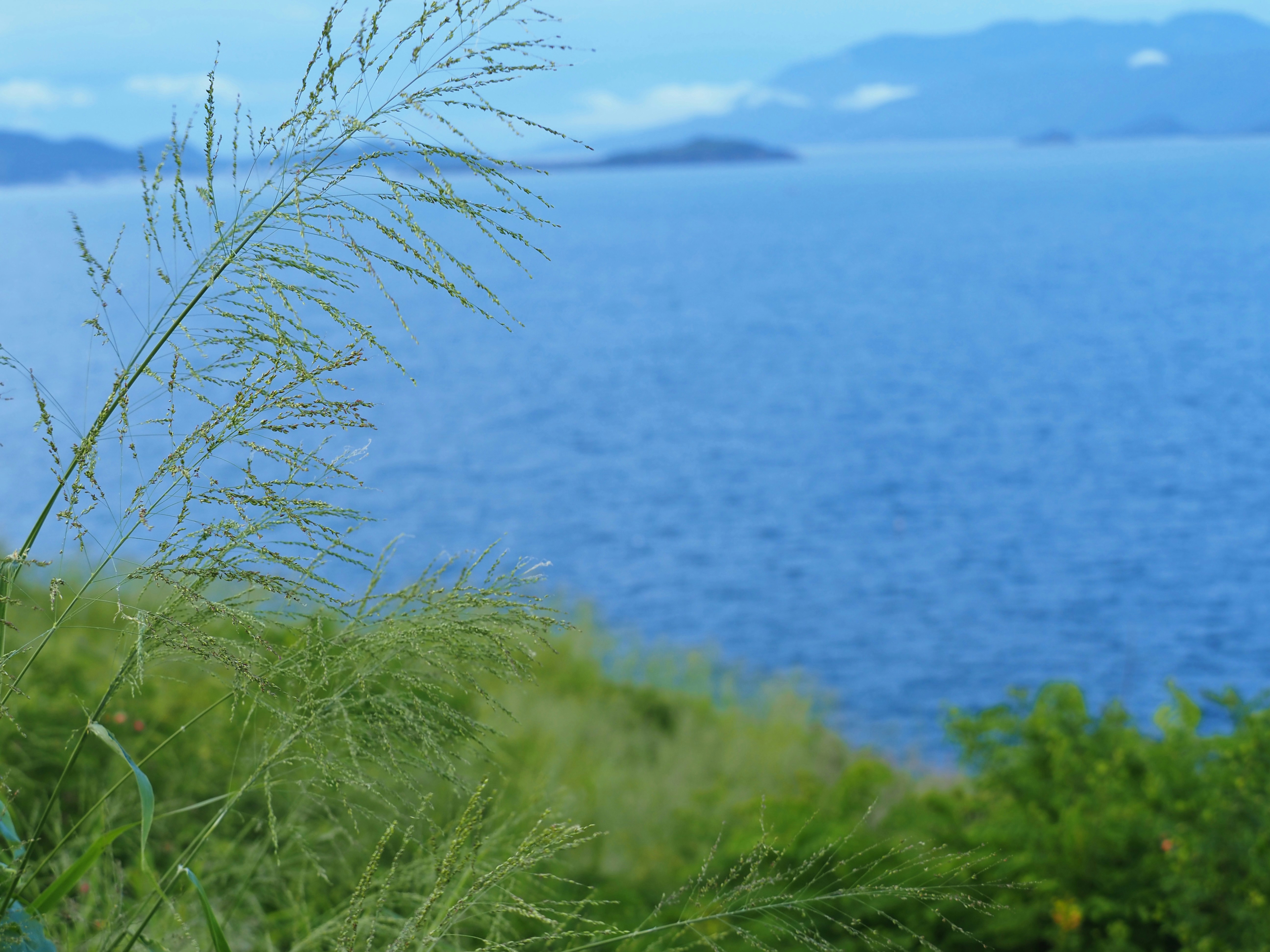 Tall green grass in the foreground overlooking a calm blue bay with distant islands