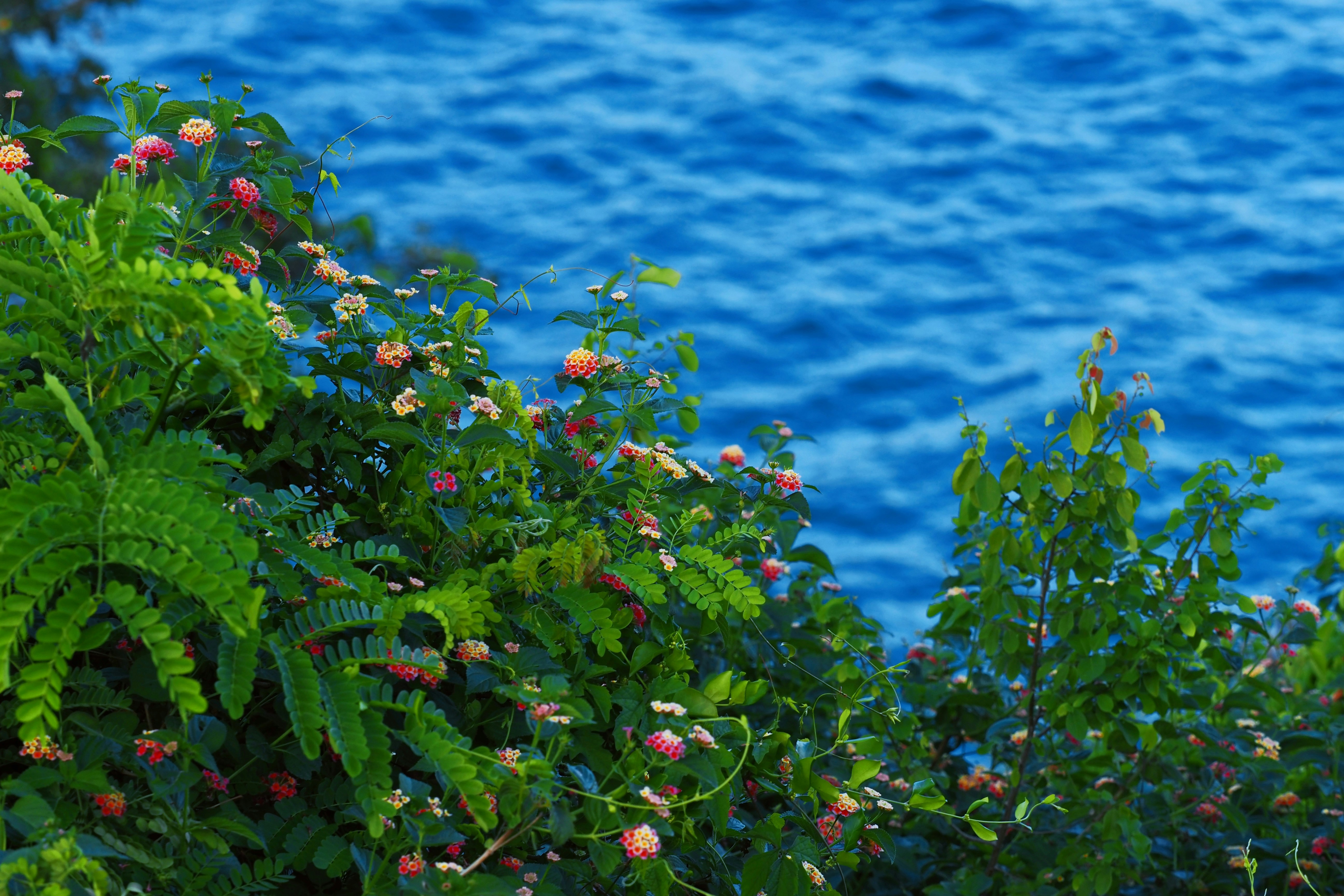 Lantana flowers with green leaves growing on a cliff above deep blue water