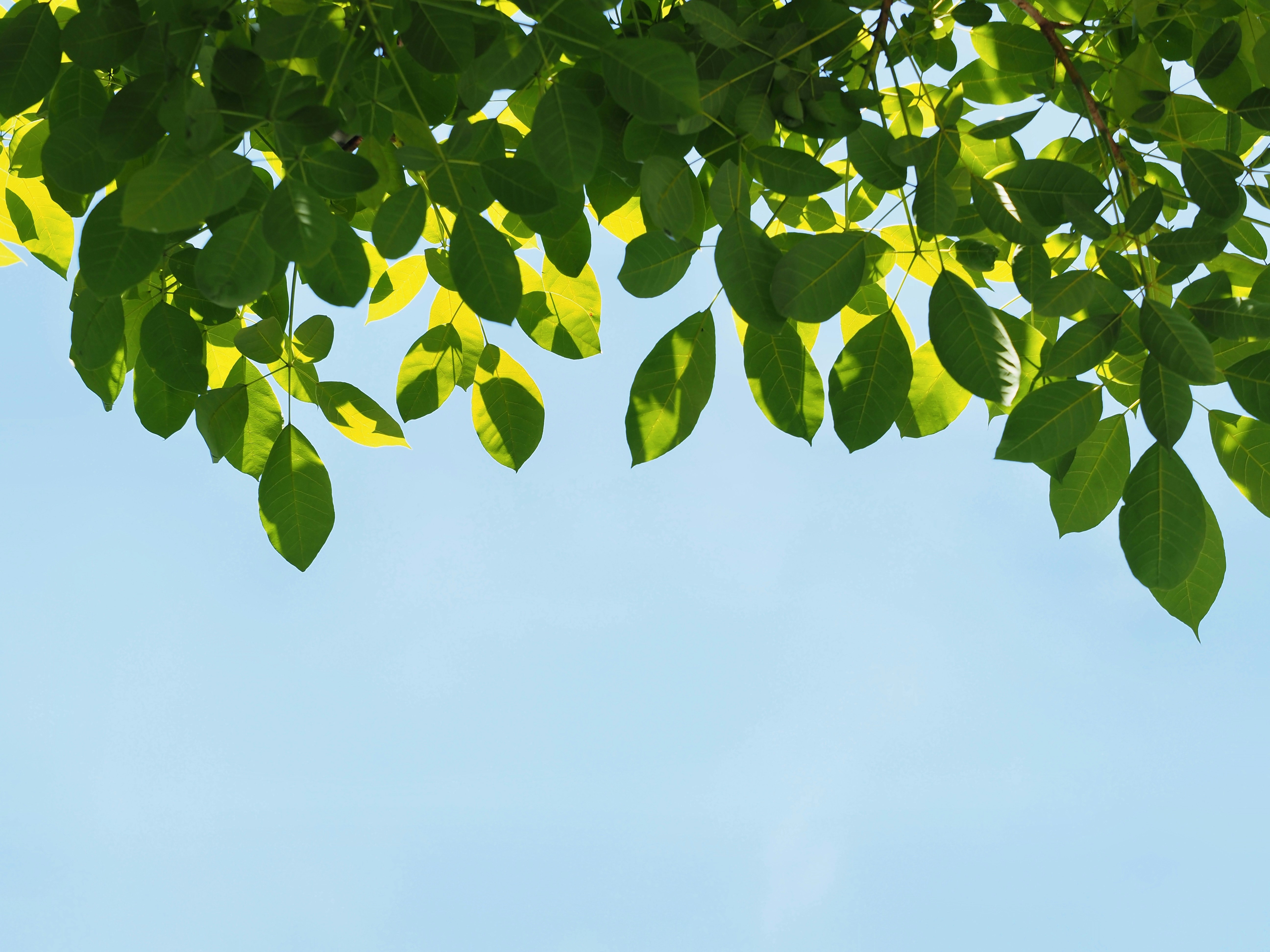 Green leaves backlit by the sun against a clear light blue sky