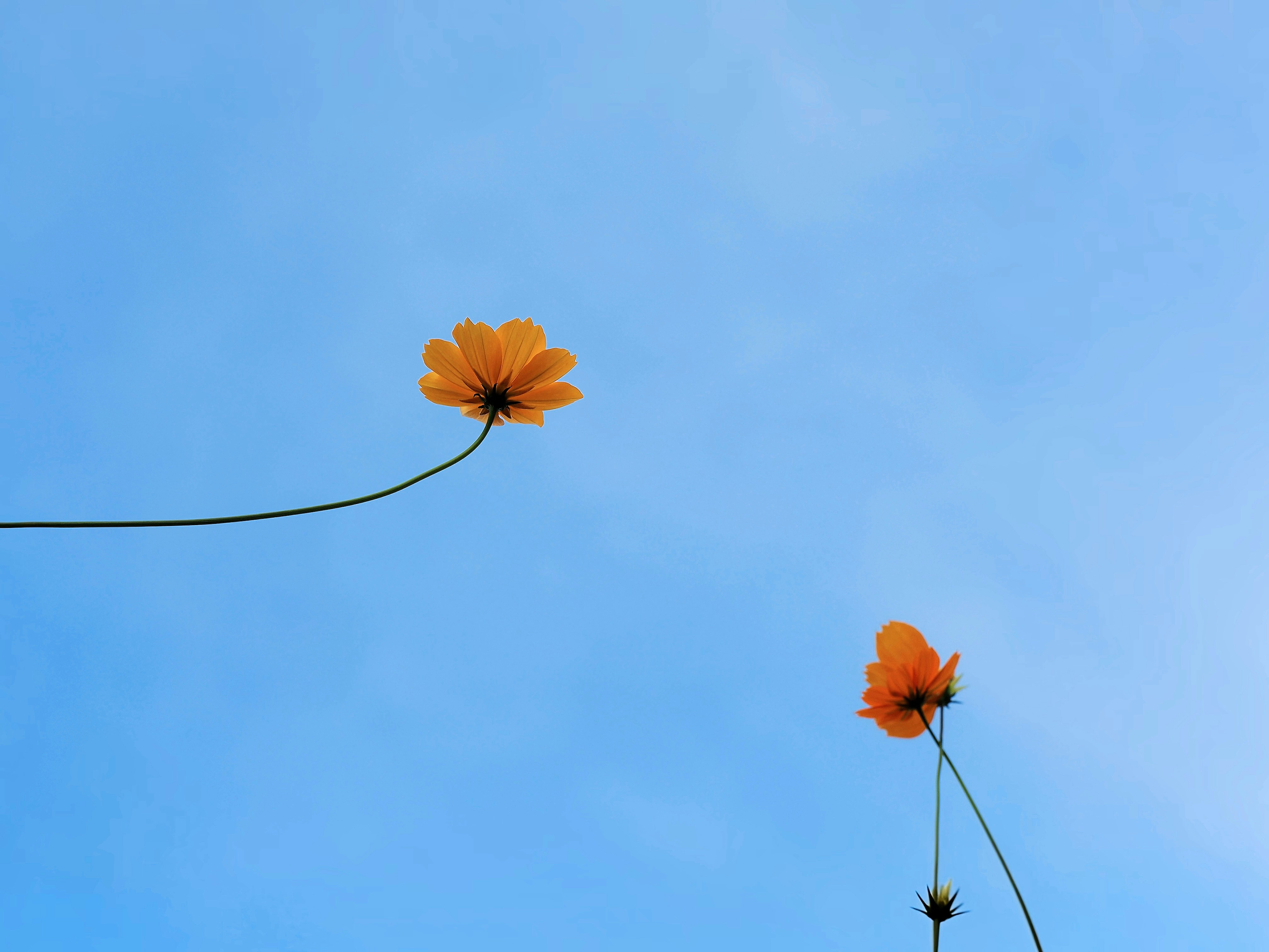 Three orange cosmos flowers reaching upward against a clear blue sky
