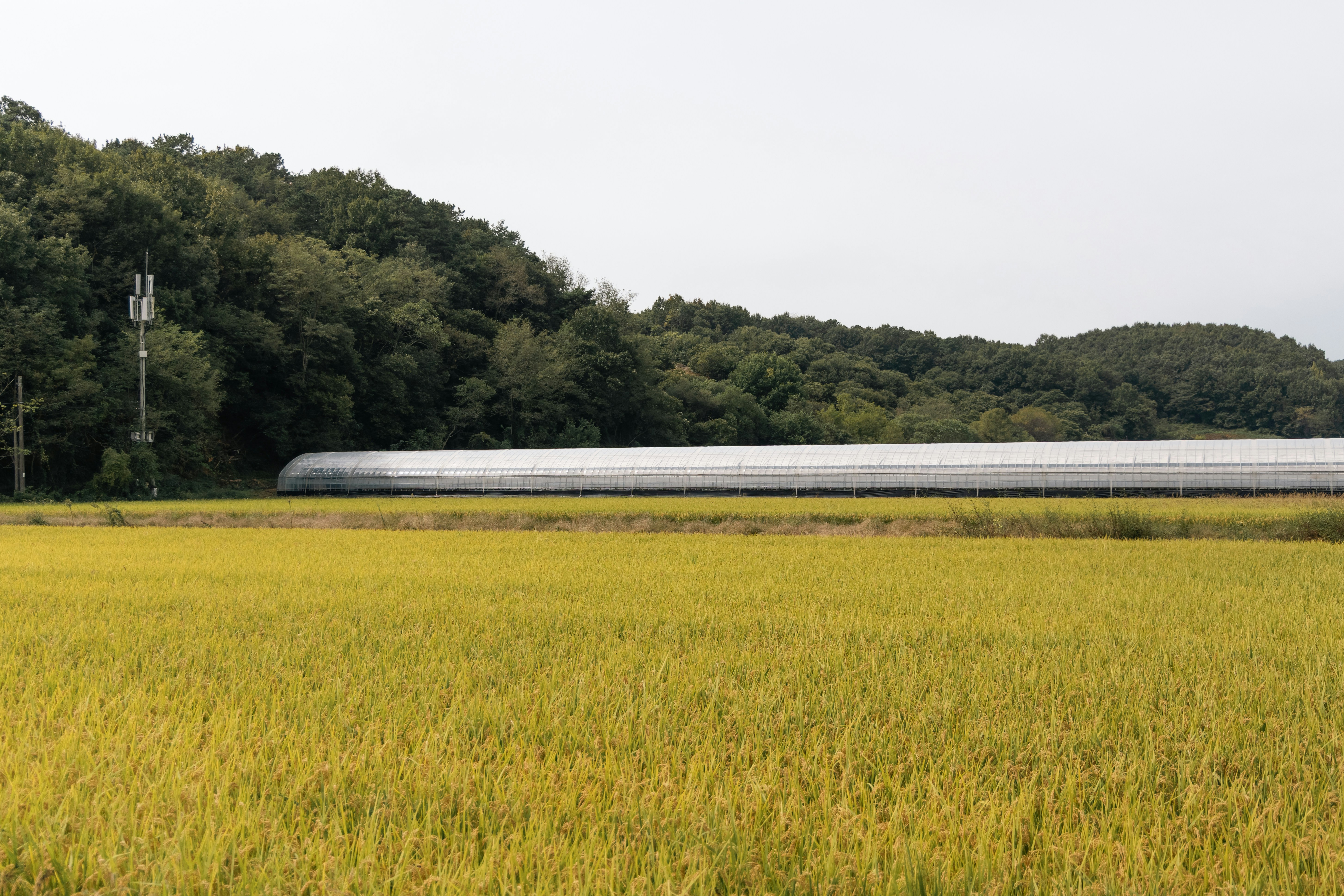korean rice field farmer harvest