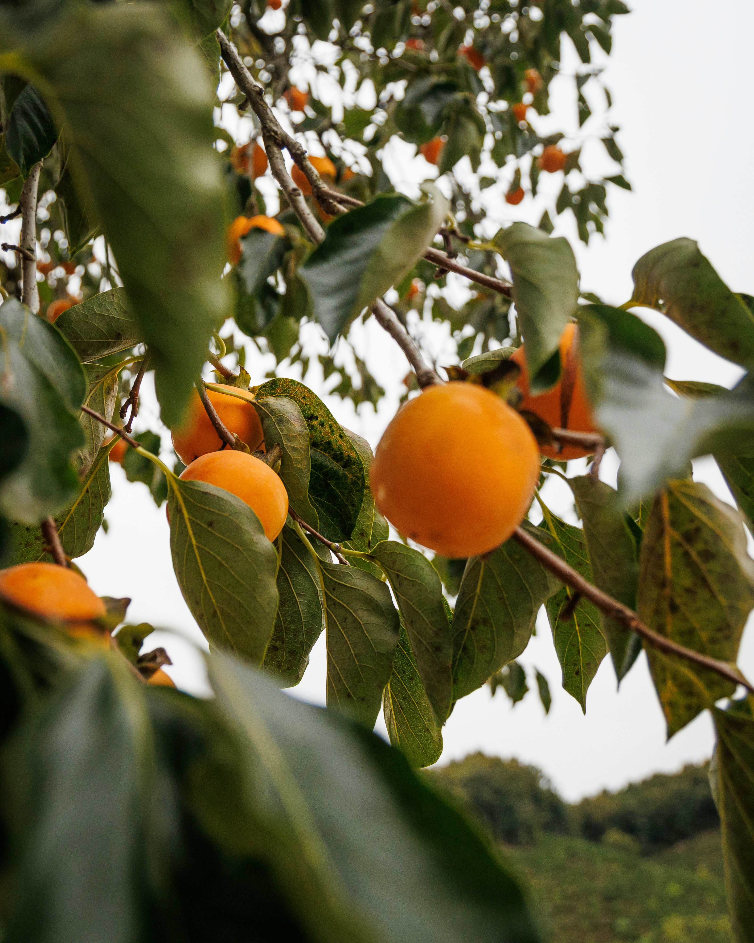 Ripe persimmons on a tree in autumn, one of the fruits traditionally set on a Korean ancestral-rite table