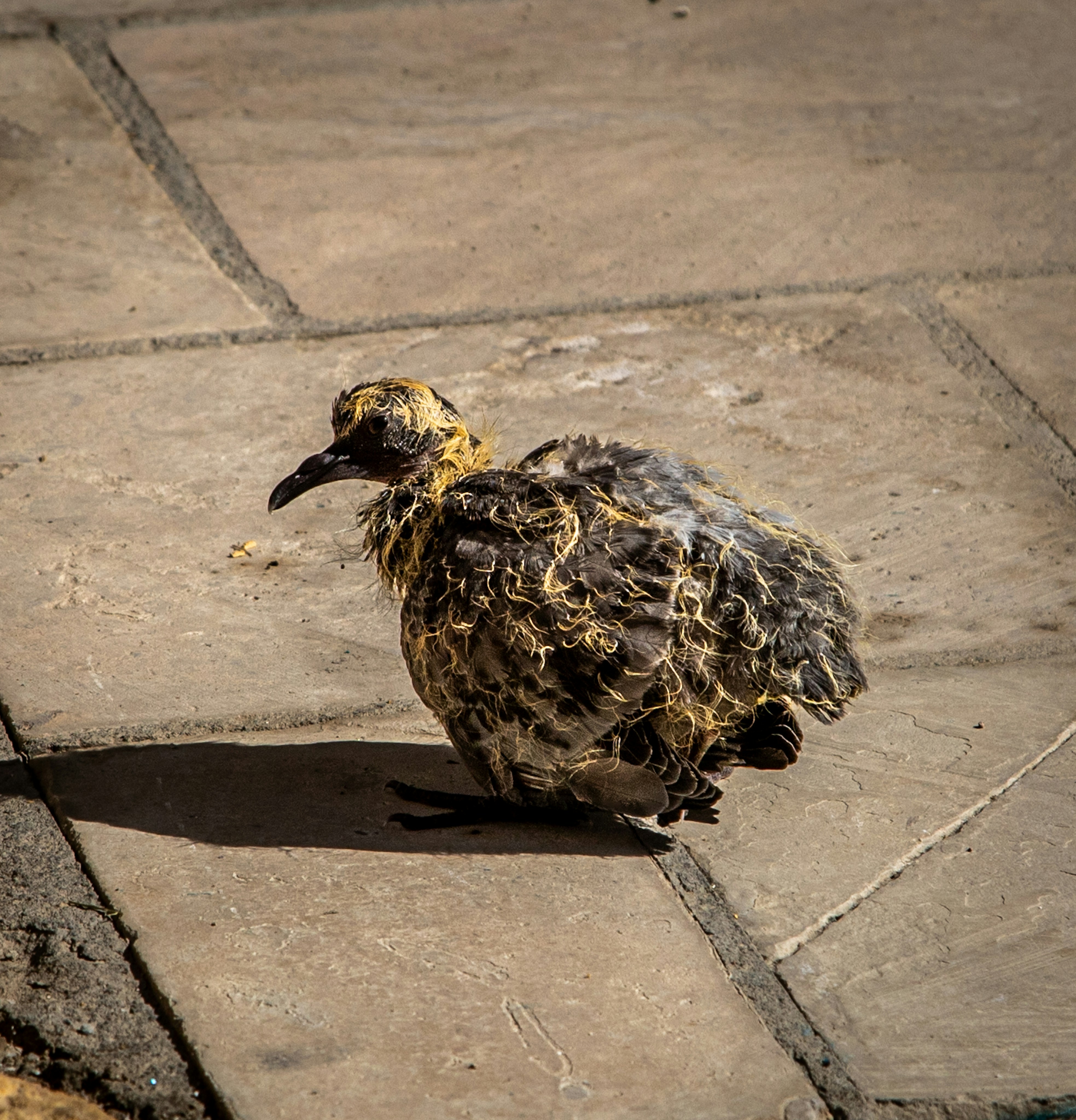 A young pigeon with yellow downy feathers and grey plumage on a stone patio