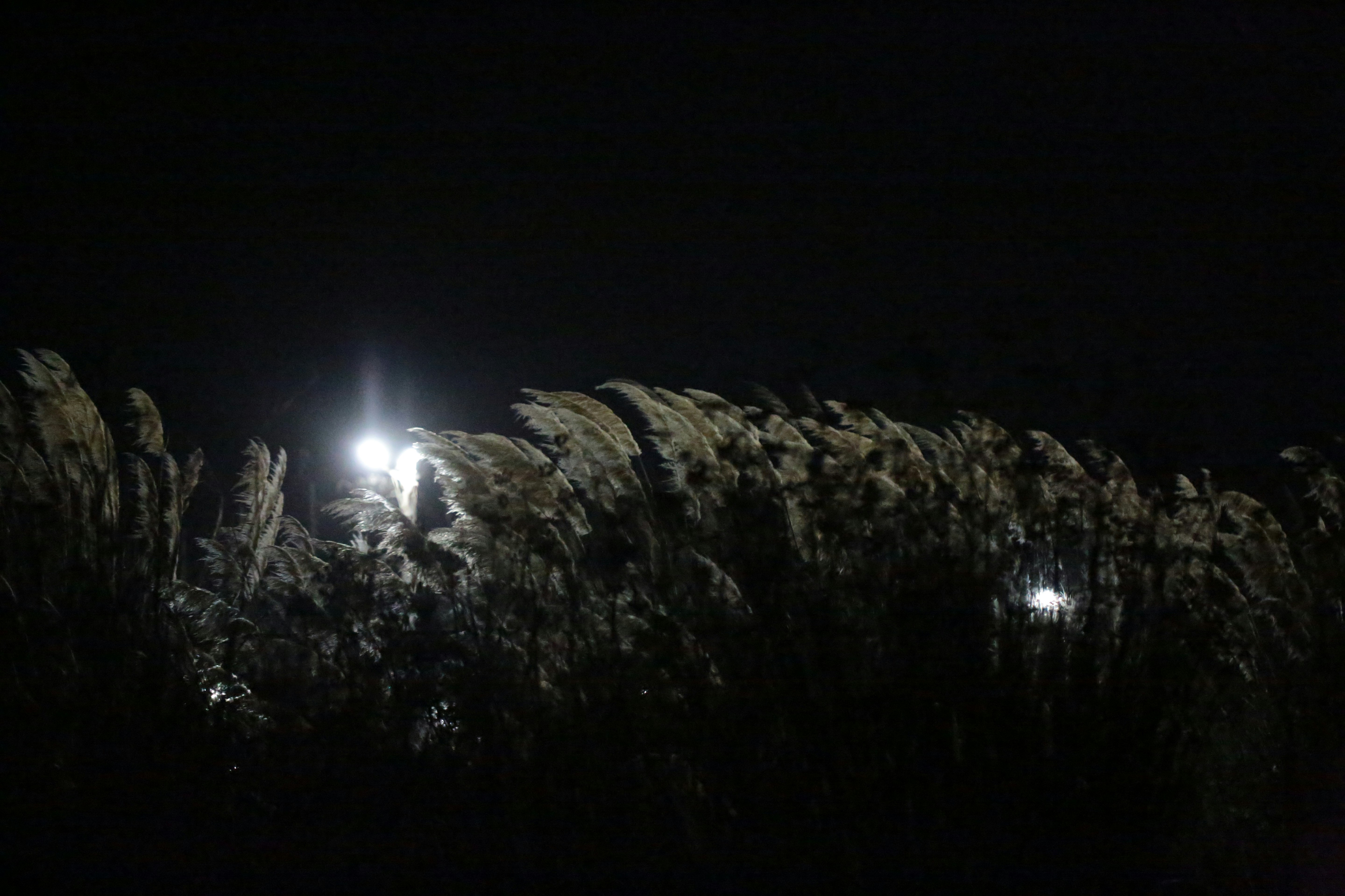 Tall ornamental grass plumes backlit by a bright street lamp at night