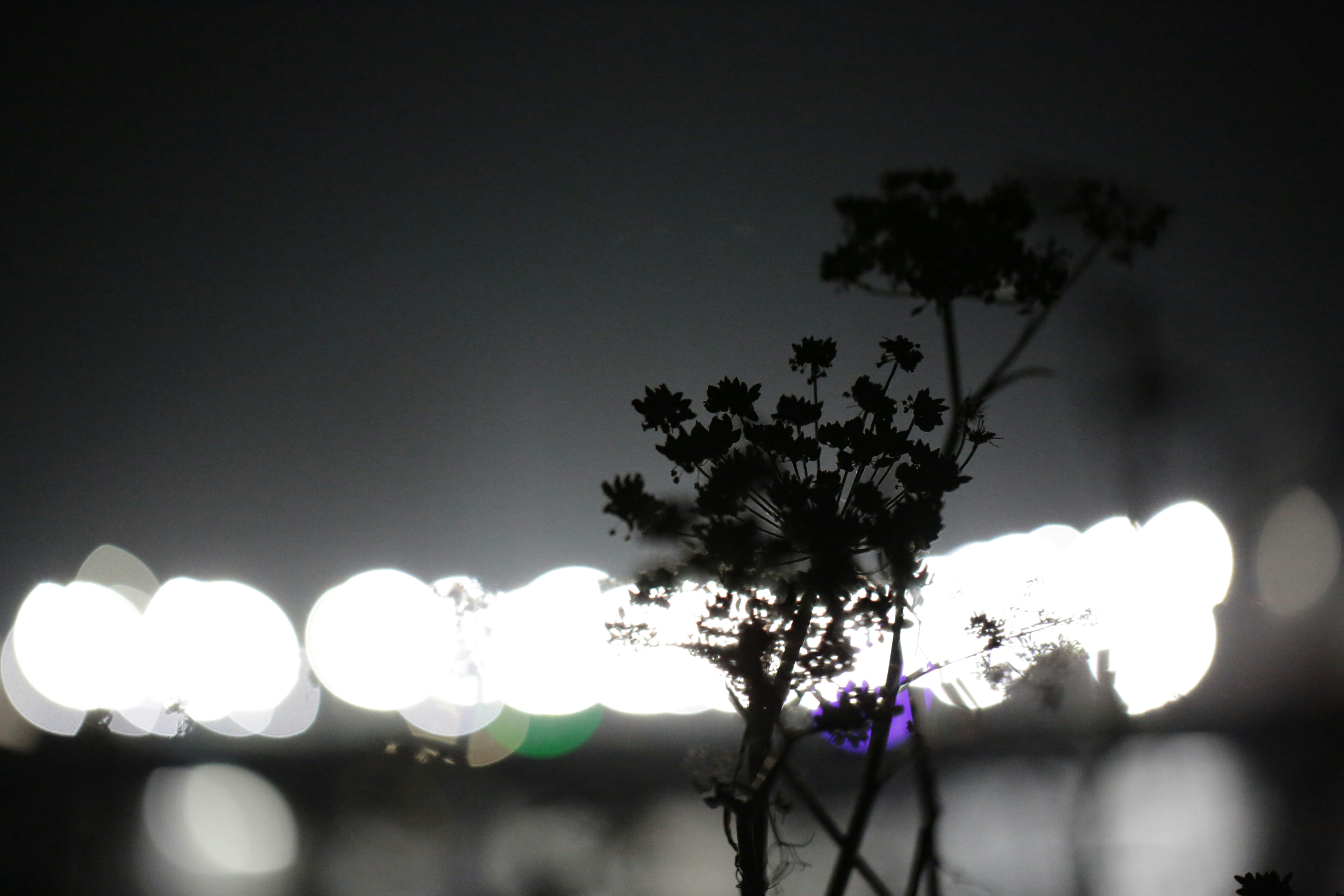 A dark silhouette of a wildflower against a background of bright out-of-focus city lights