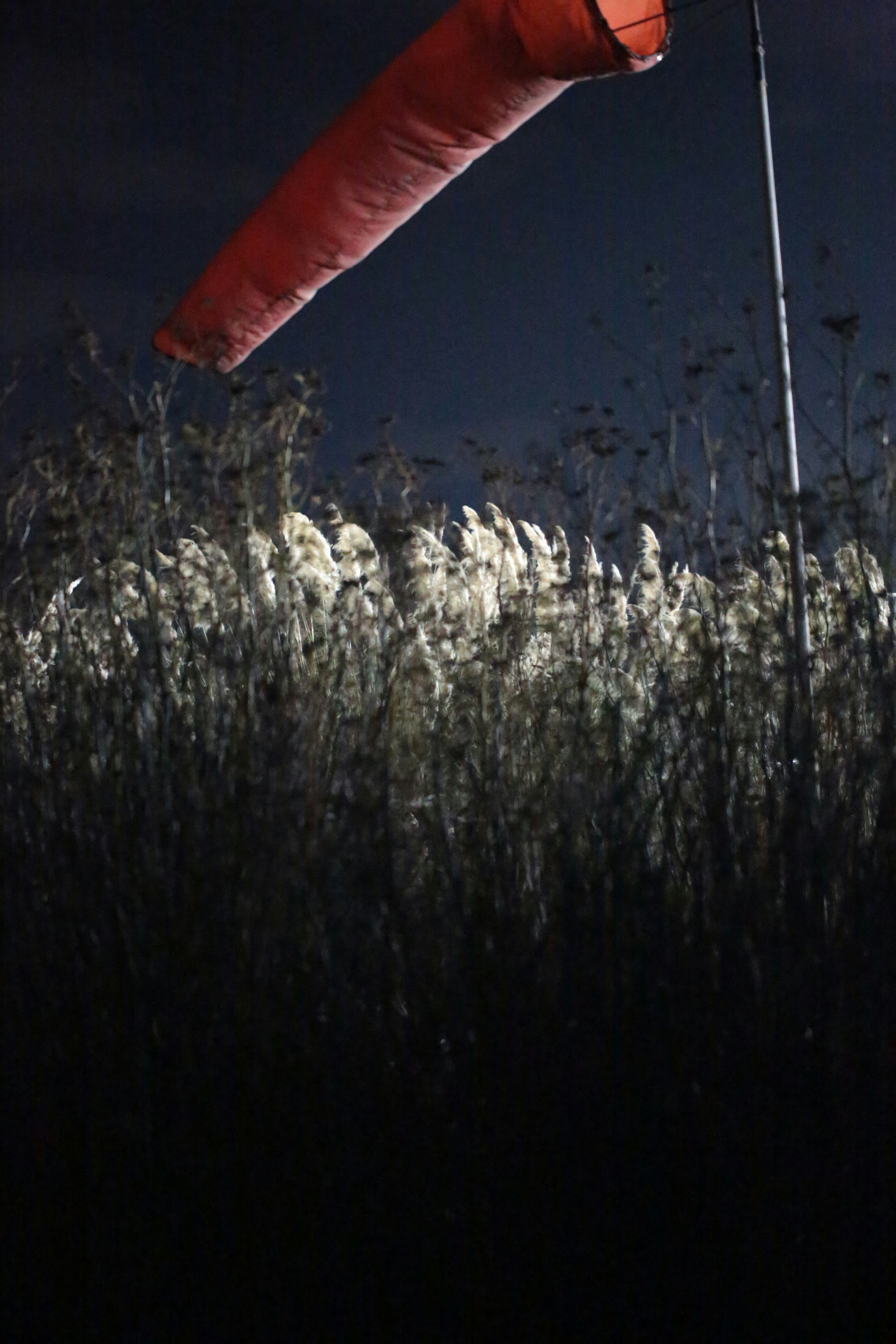 An orange windsock above tall illuminated reeds against a dark night sky