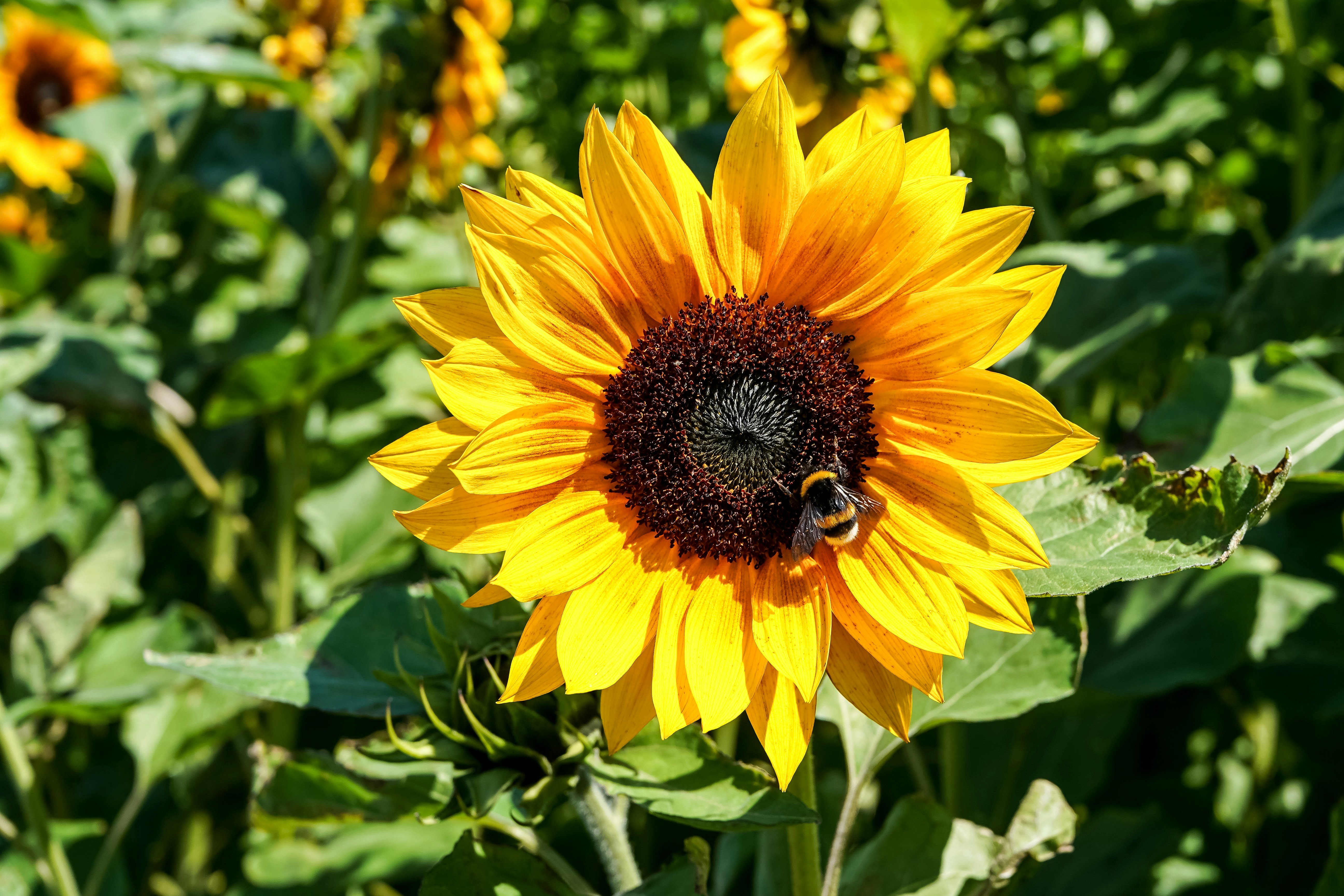 A bumblebee on a bright yellow sunflower in a sunlit field