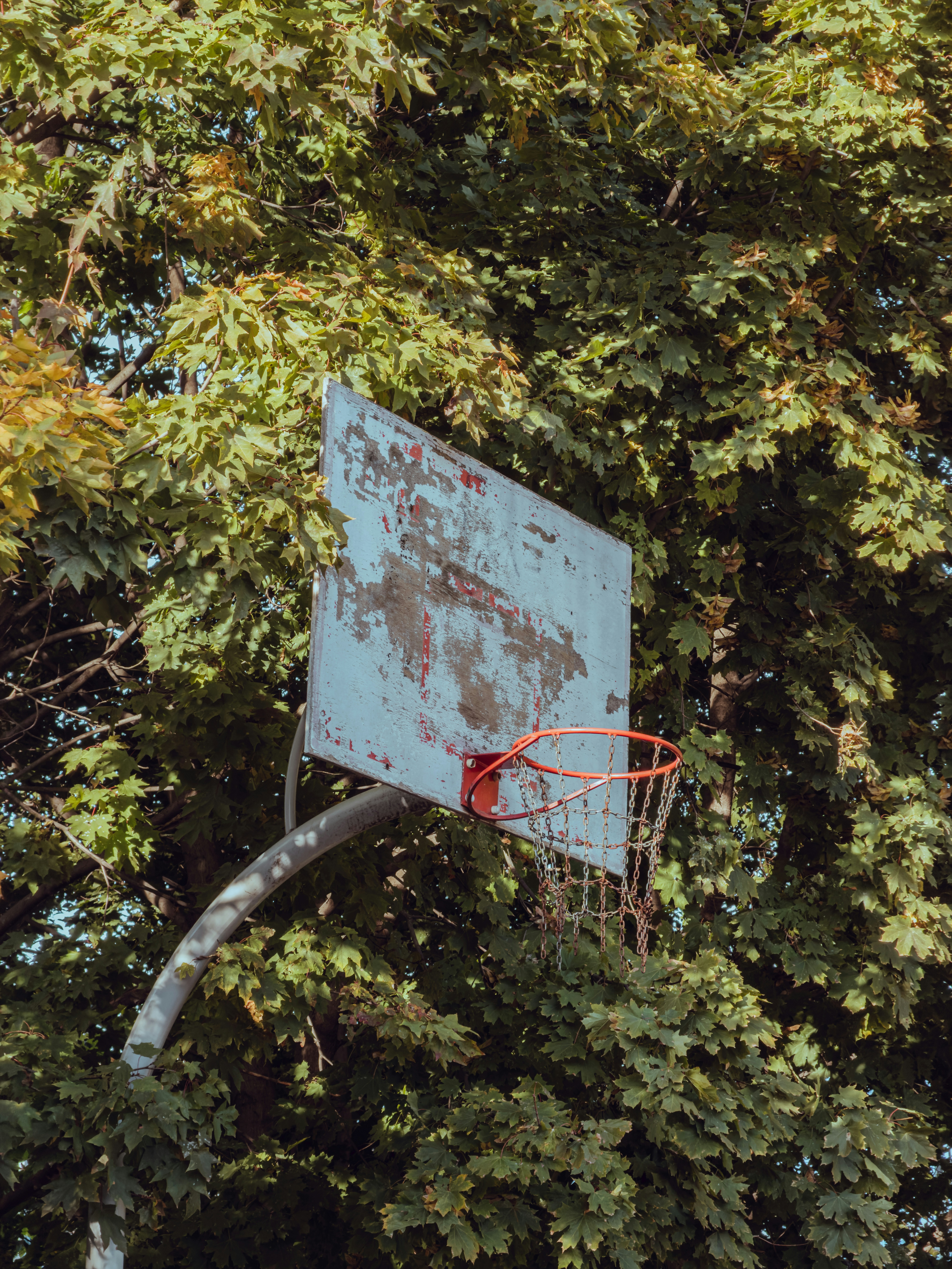 A weathered basketball hoop with a metal chain net against a backdrop of dense green maple leaves