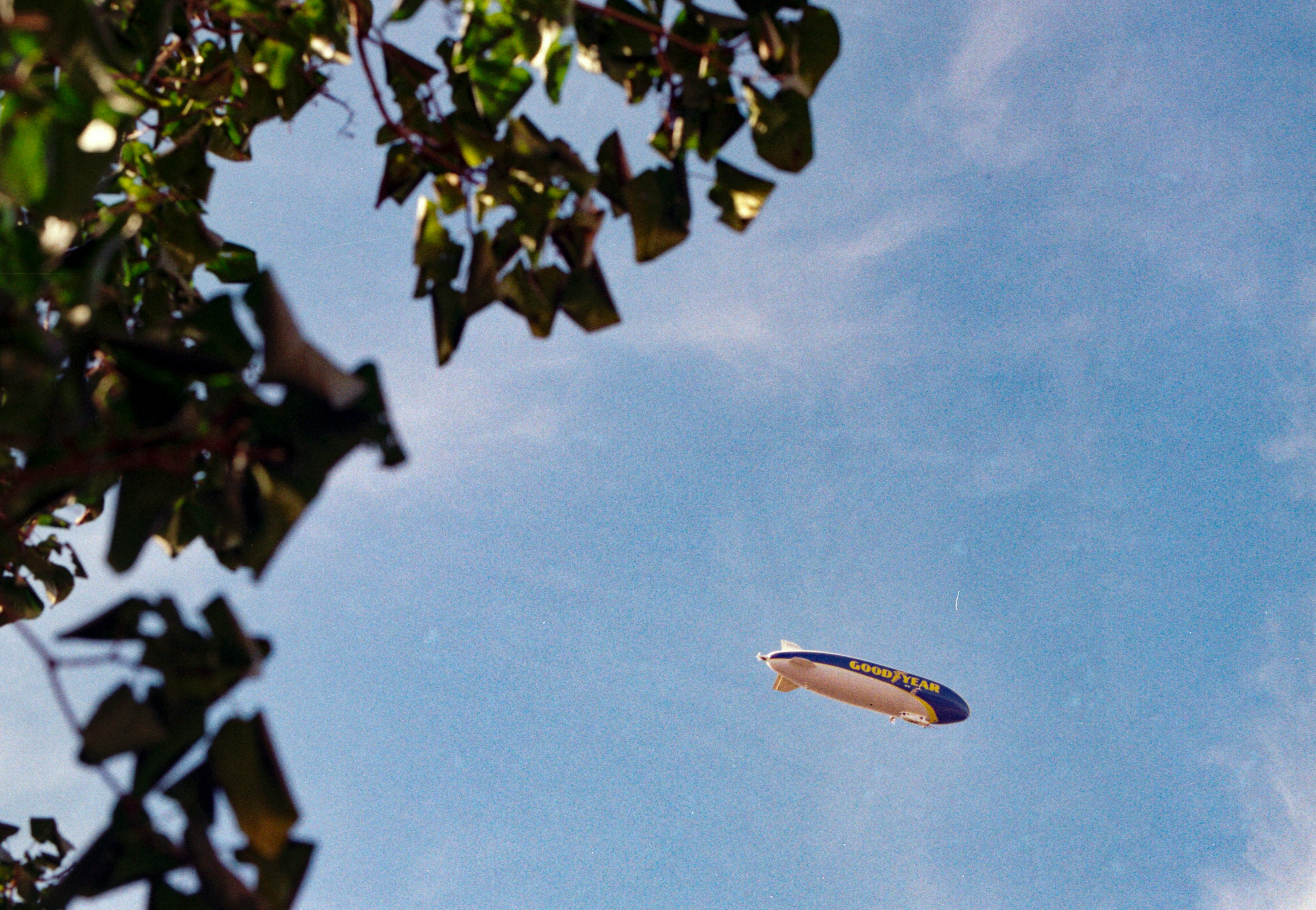 Ein Goodyear-Luftschiff, das an einem klaren blauen Himmel fliegt, vorbei an laubreichen Ästen betrachtet