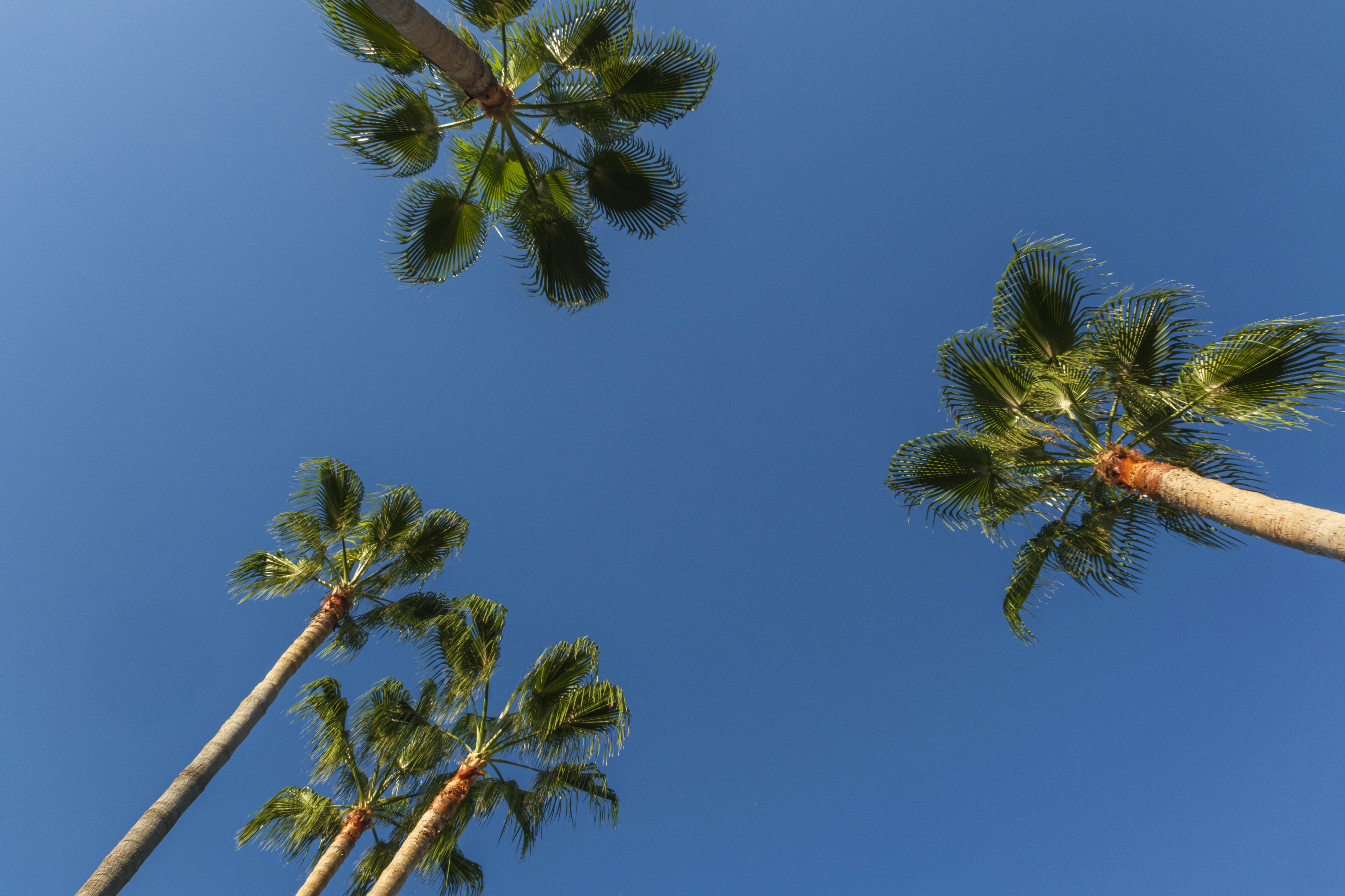 Low angle view of four palm trees reaching toward a clear blue sky
