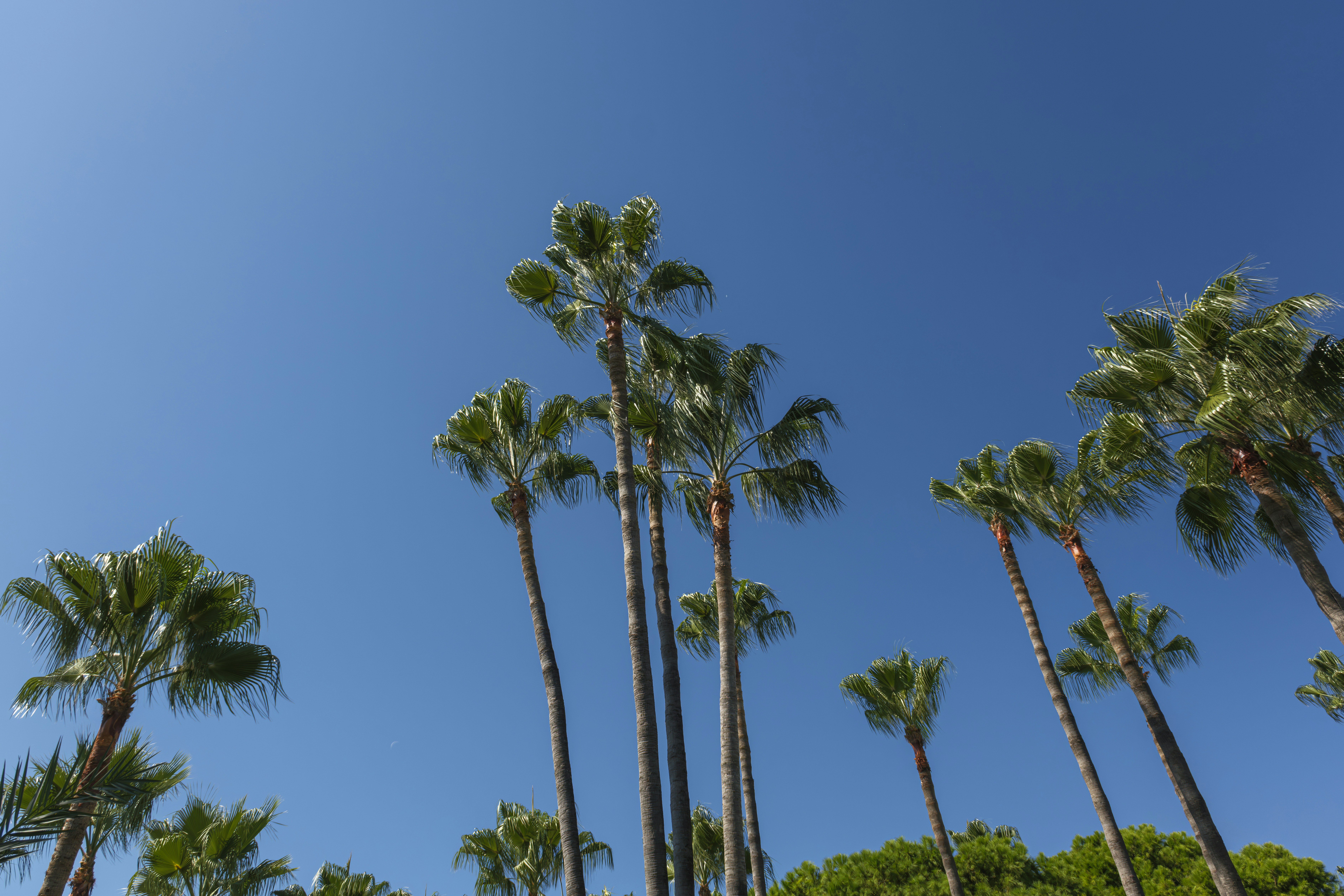 Tall palm trees reaching toward a clear bright blue sky