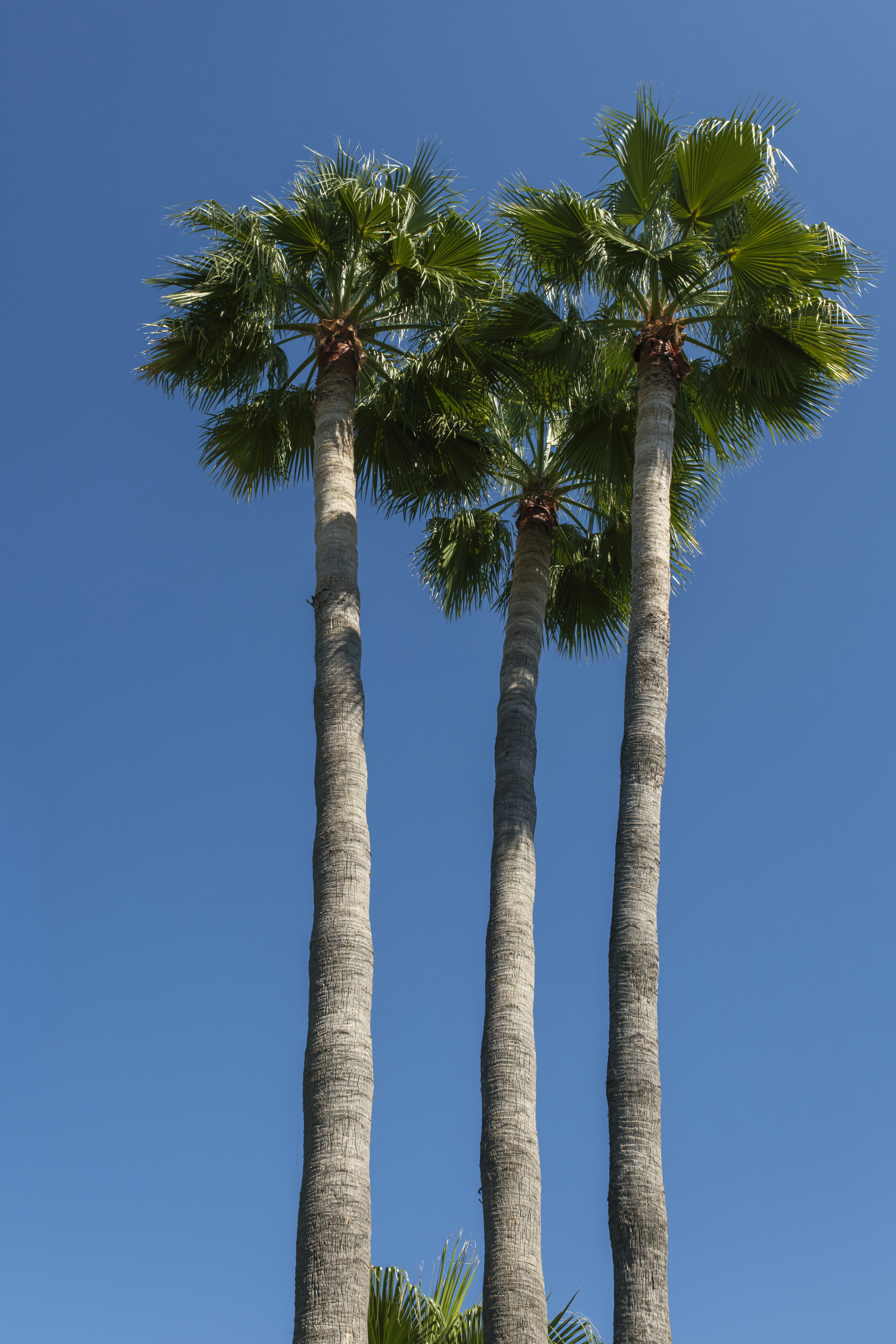 Three tall palm trees reaching toward a clear bright blue sky