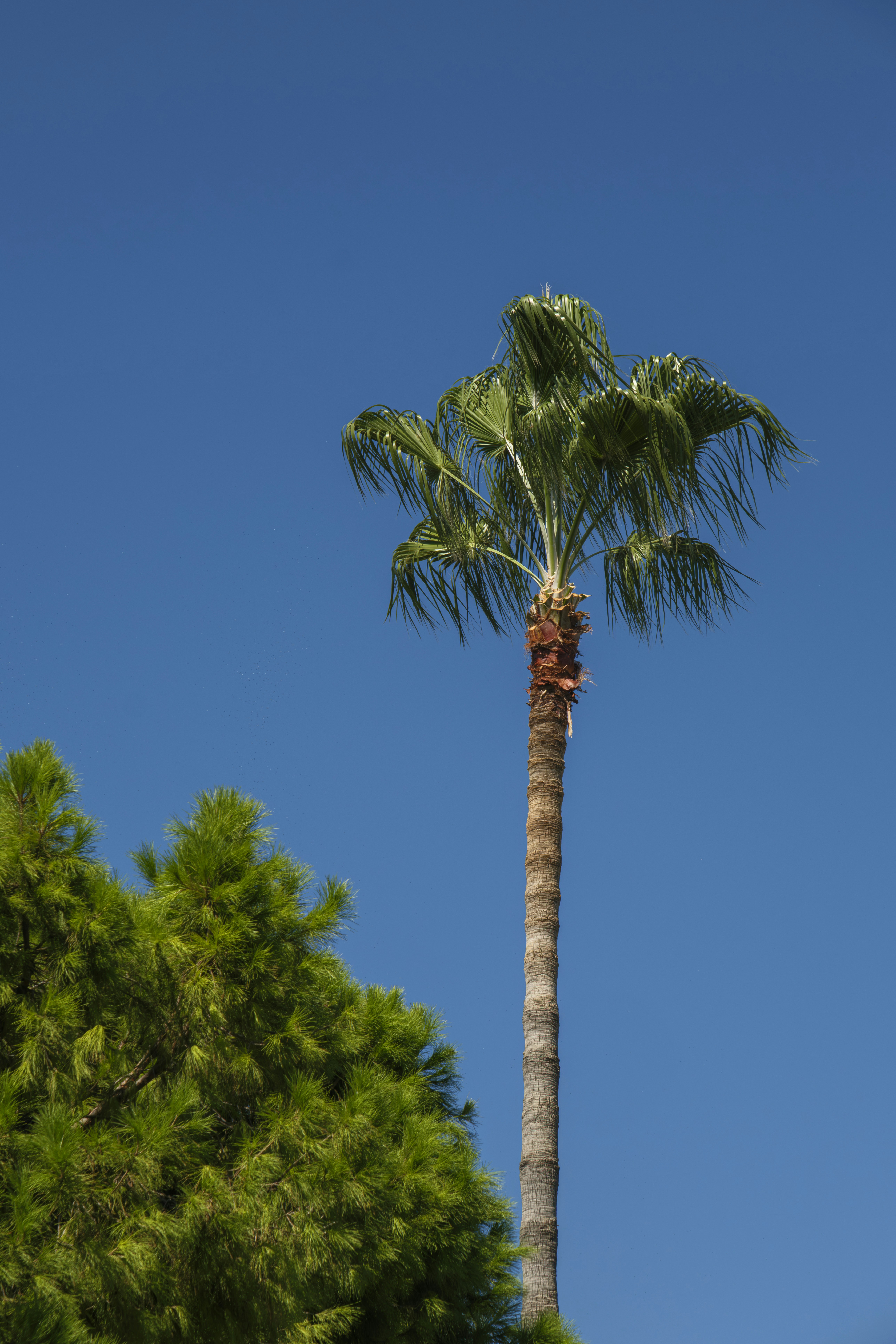A tall palm tree beside a pine tree against a clear blue sky