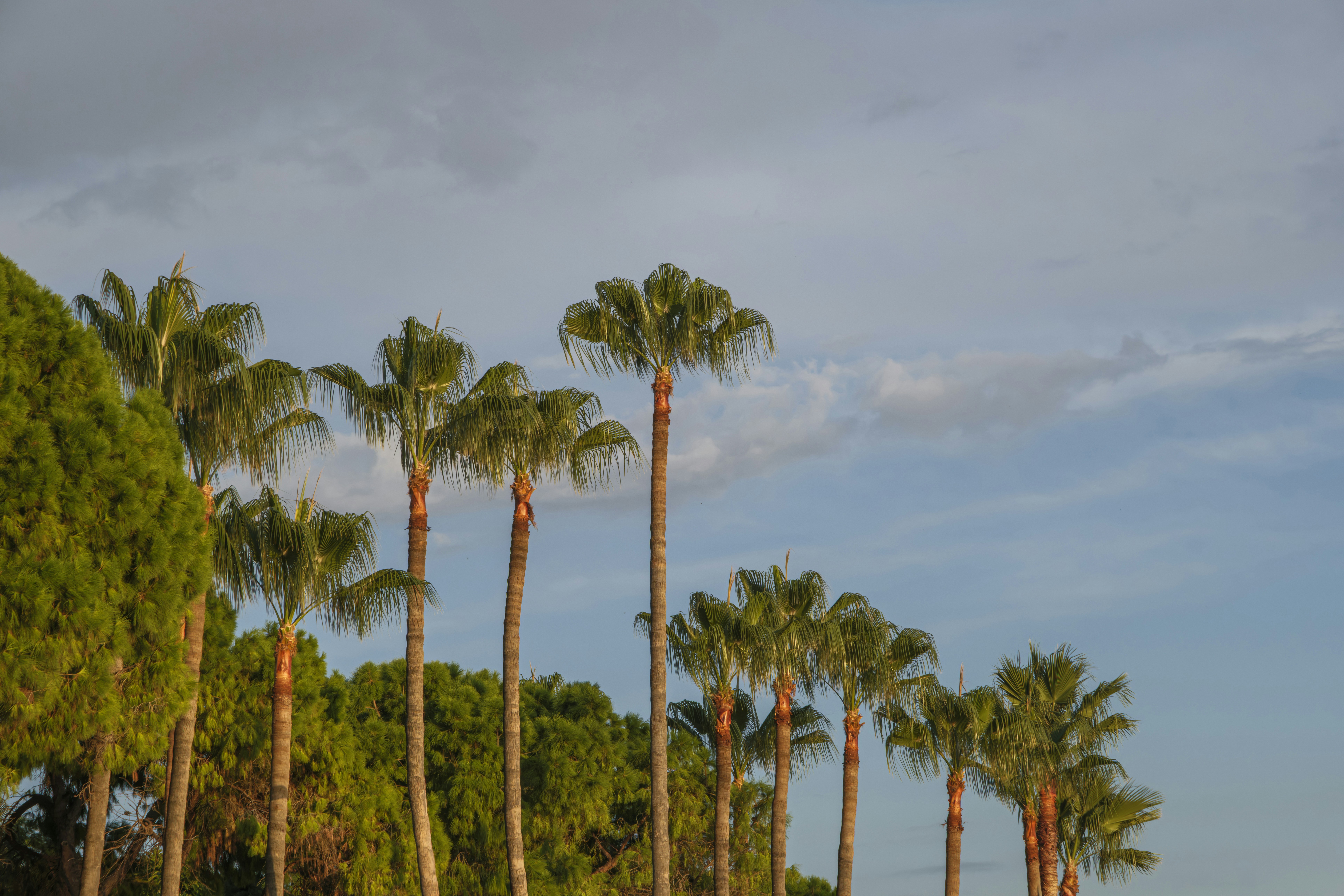 A row of tall palm trees against a blue sky with soft clouds
