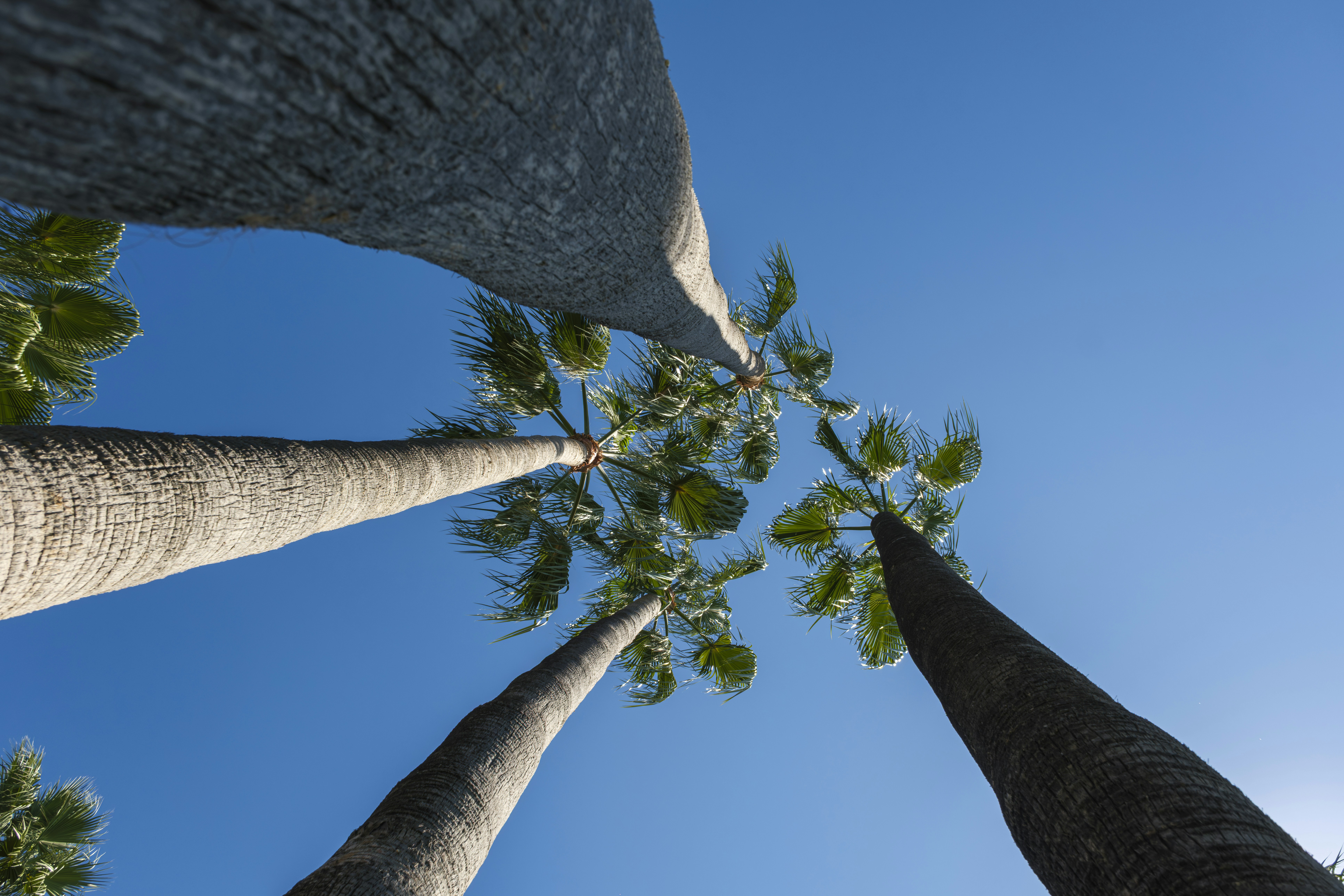 Low angle view of tall palm trees reaching toward a clear blue sky