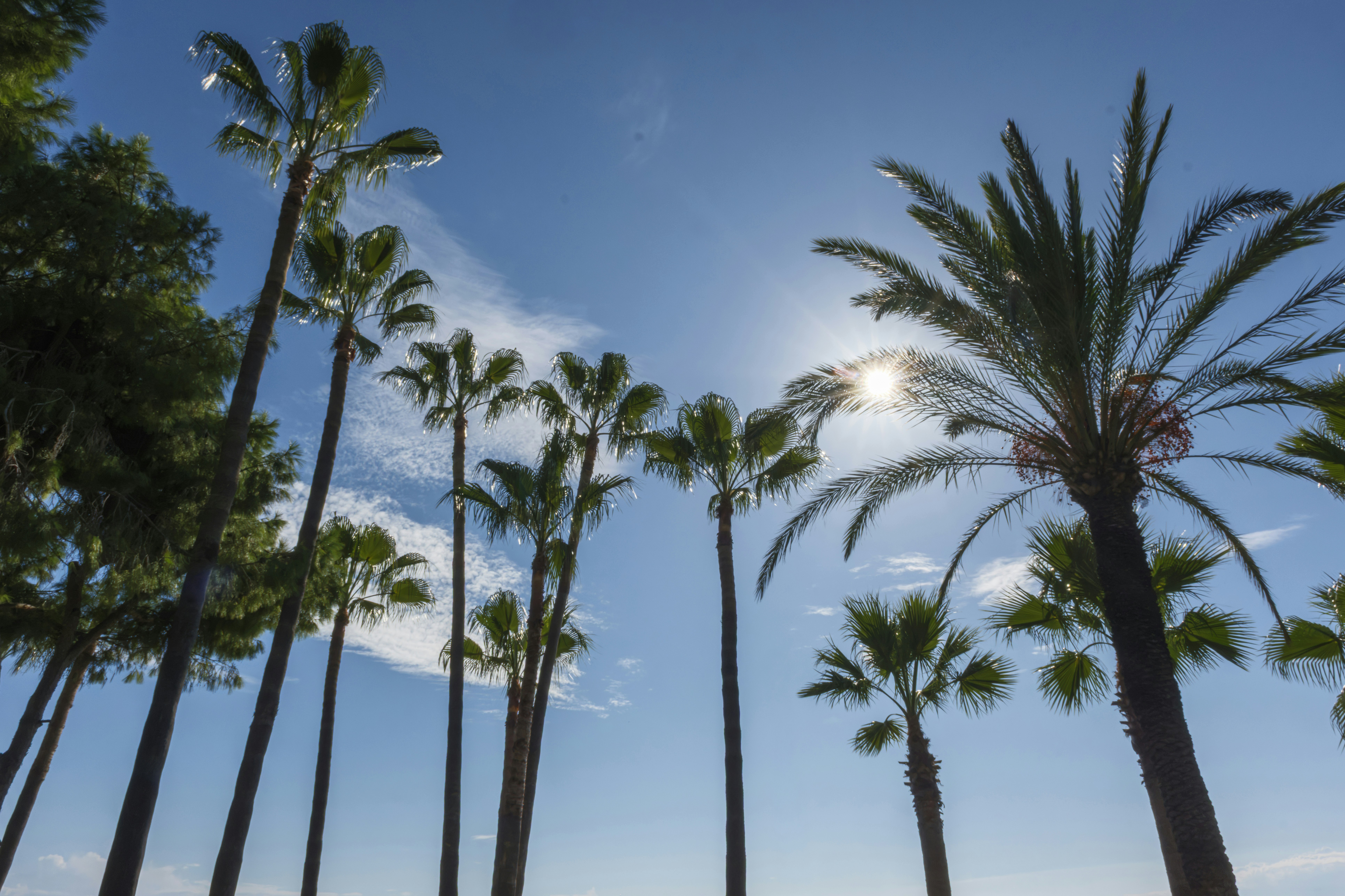 Palm trees reaching toward a bright blue sky with the sun shining through fronds