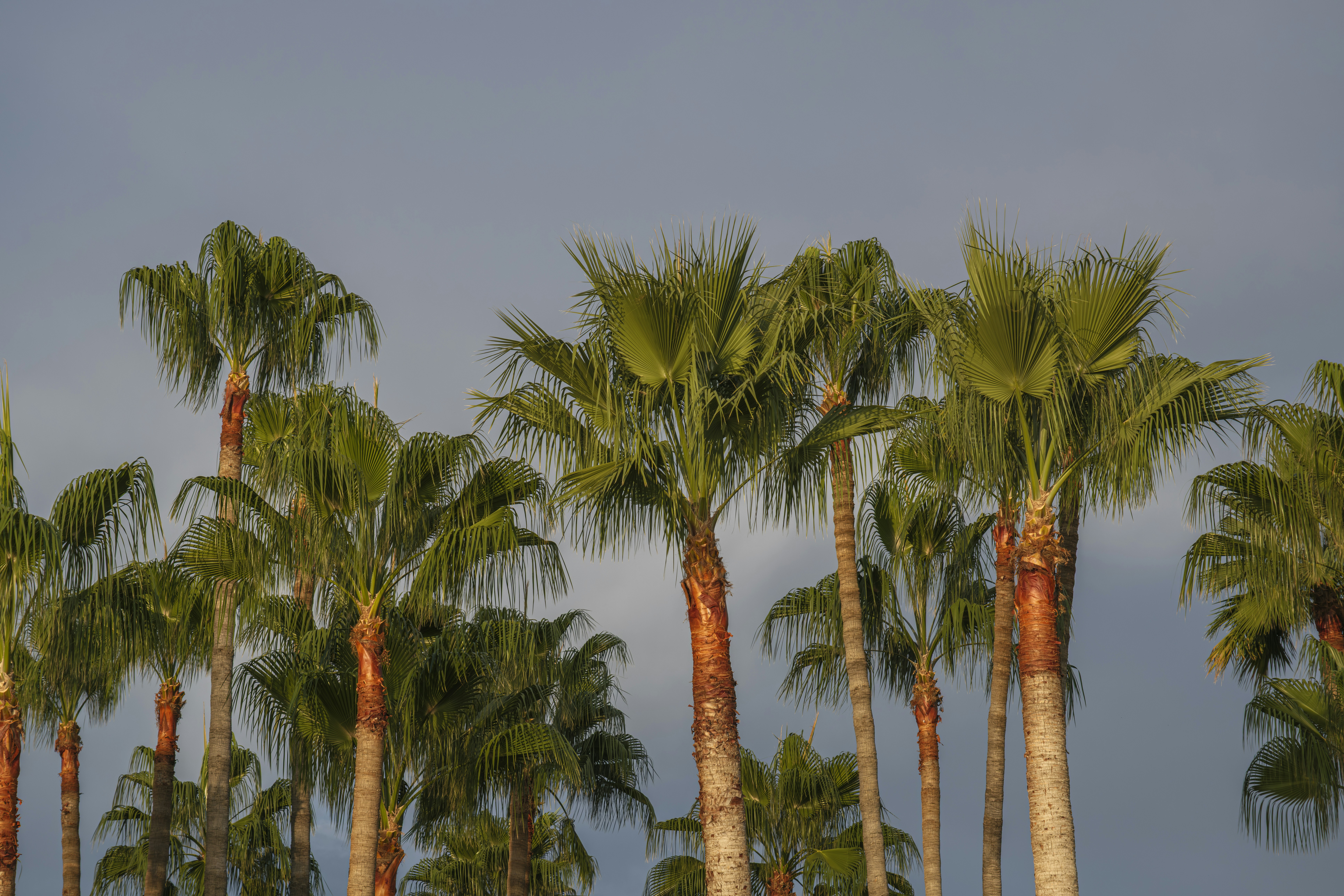 Green palm trees against a cloudy sky during the golden hour