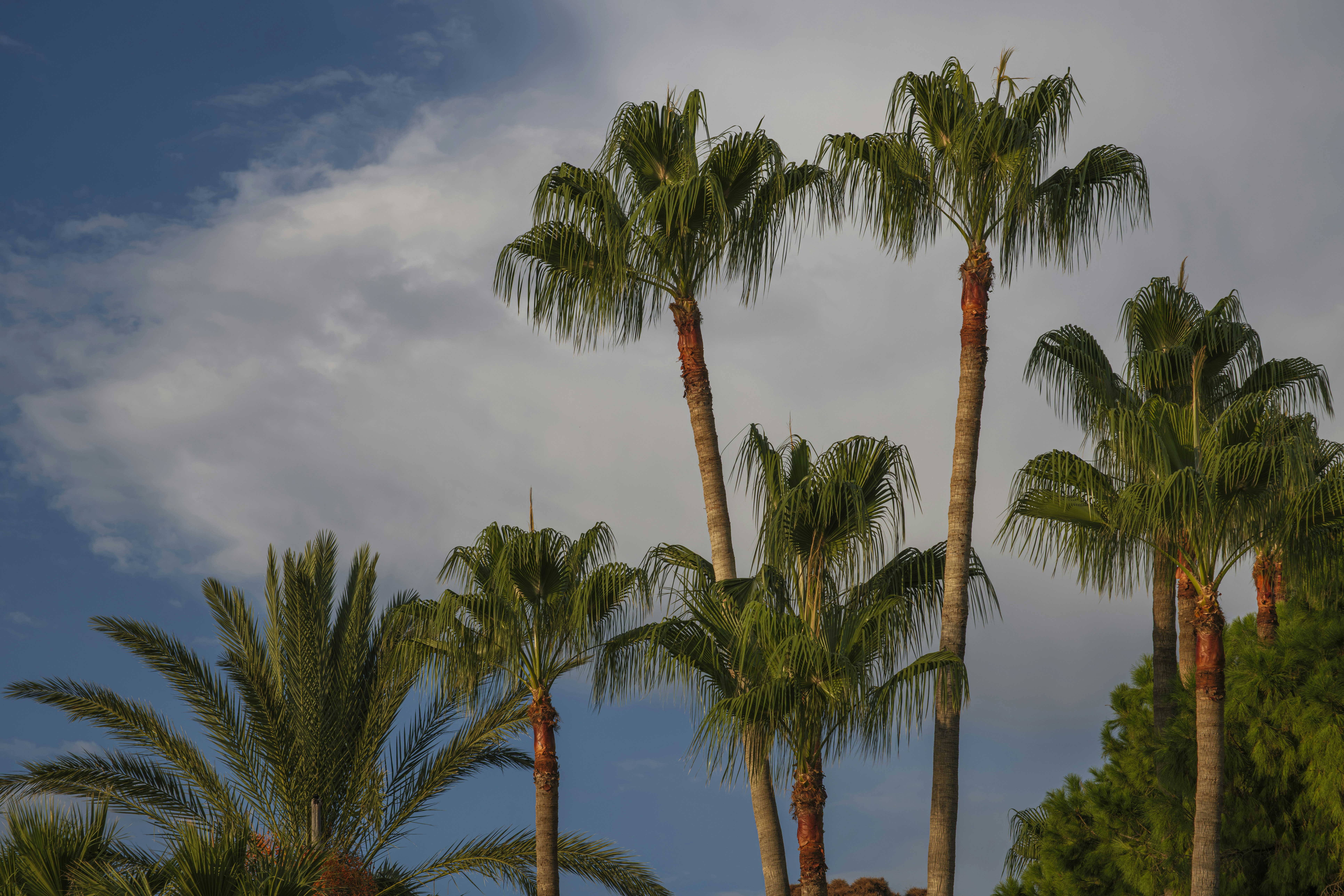 Green palm trees beneath a cloudy blue and white sky