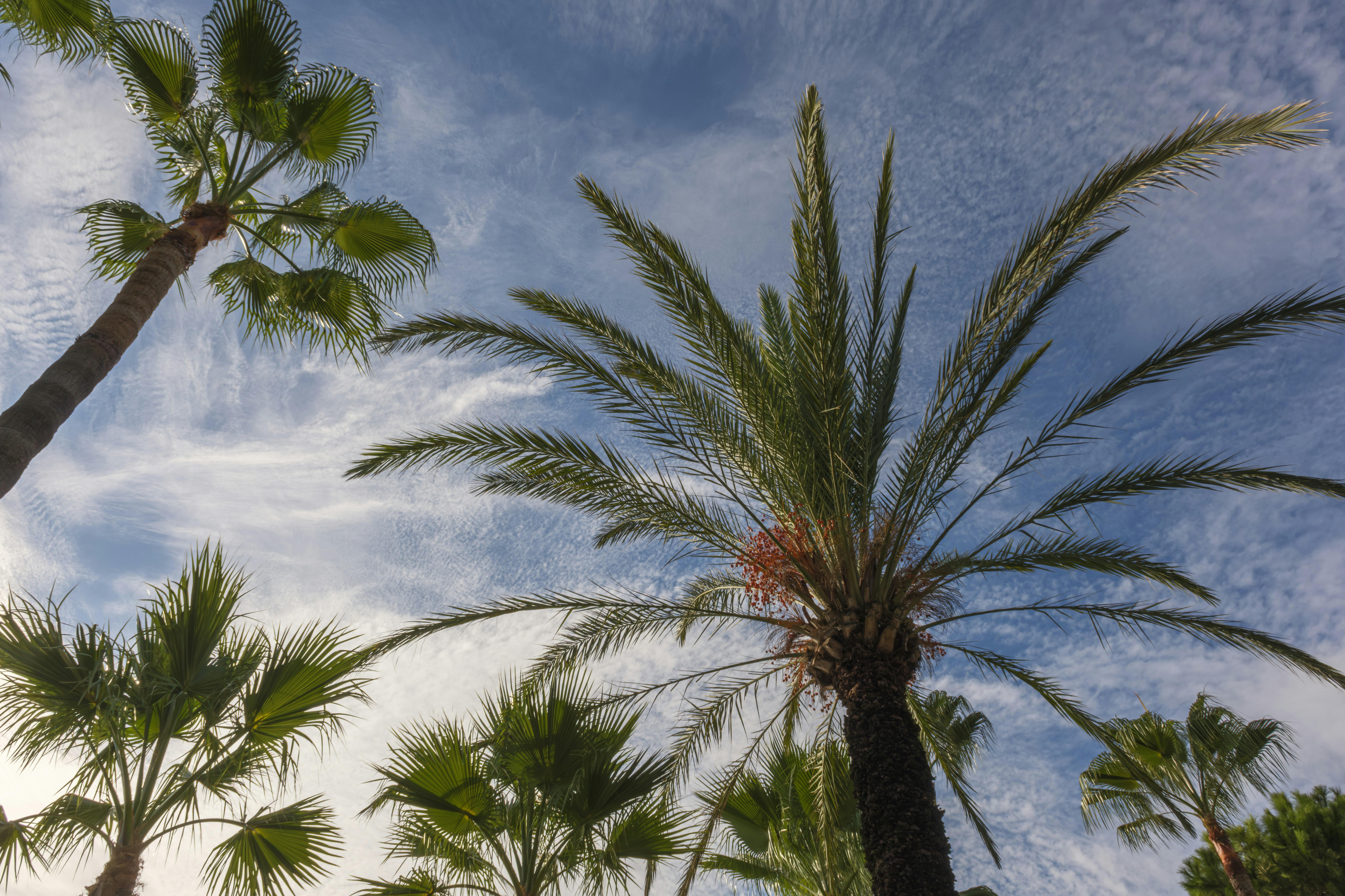 Green palm trees reaching toward a bright blue sky with wispy white clouds