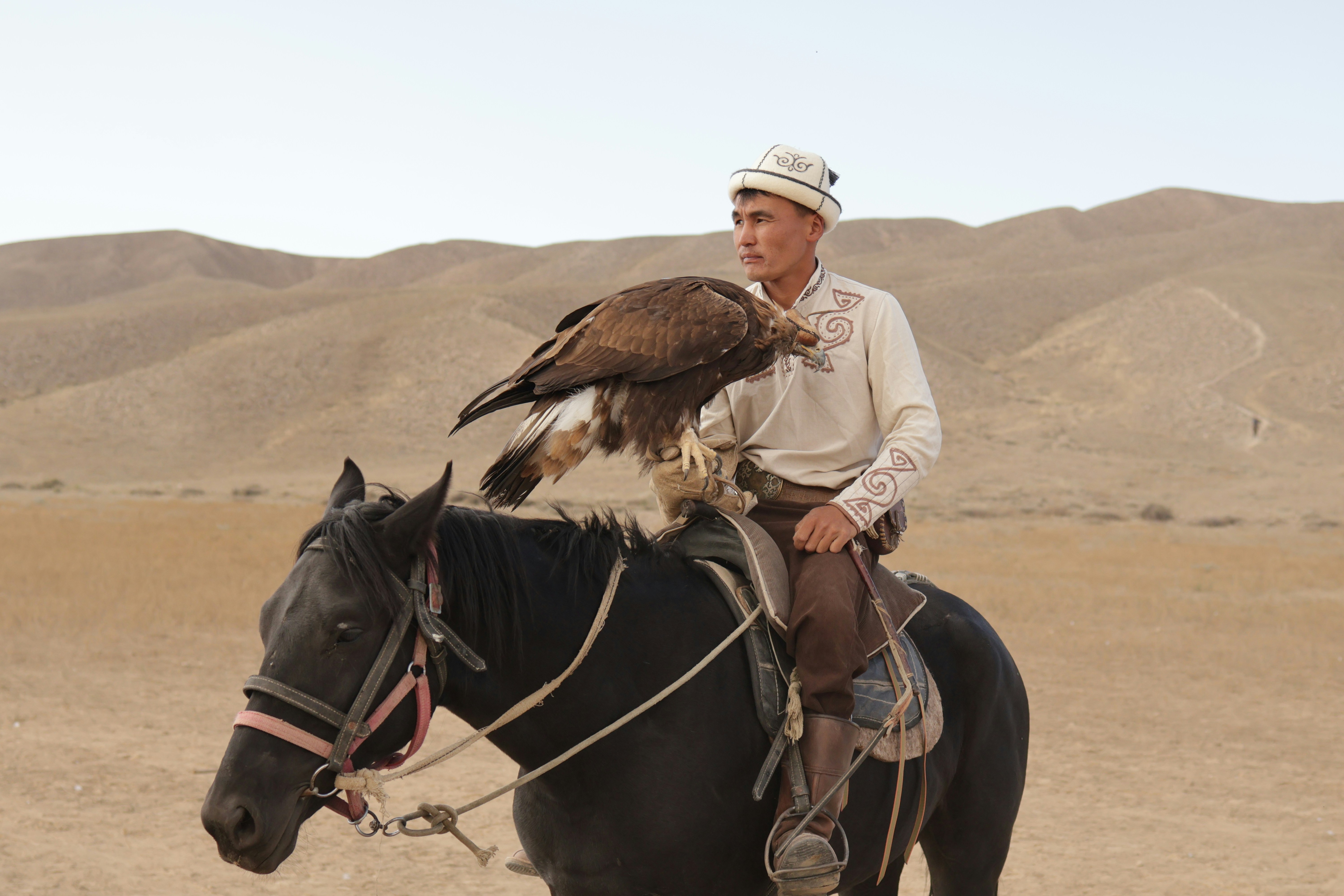 A man in traditional clothing riding a black horse with a golden eagle perched on his arm