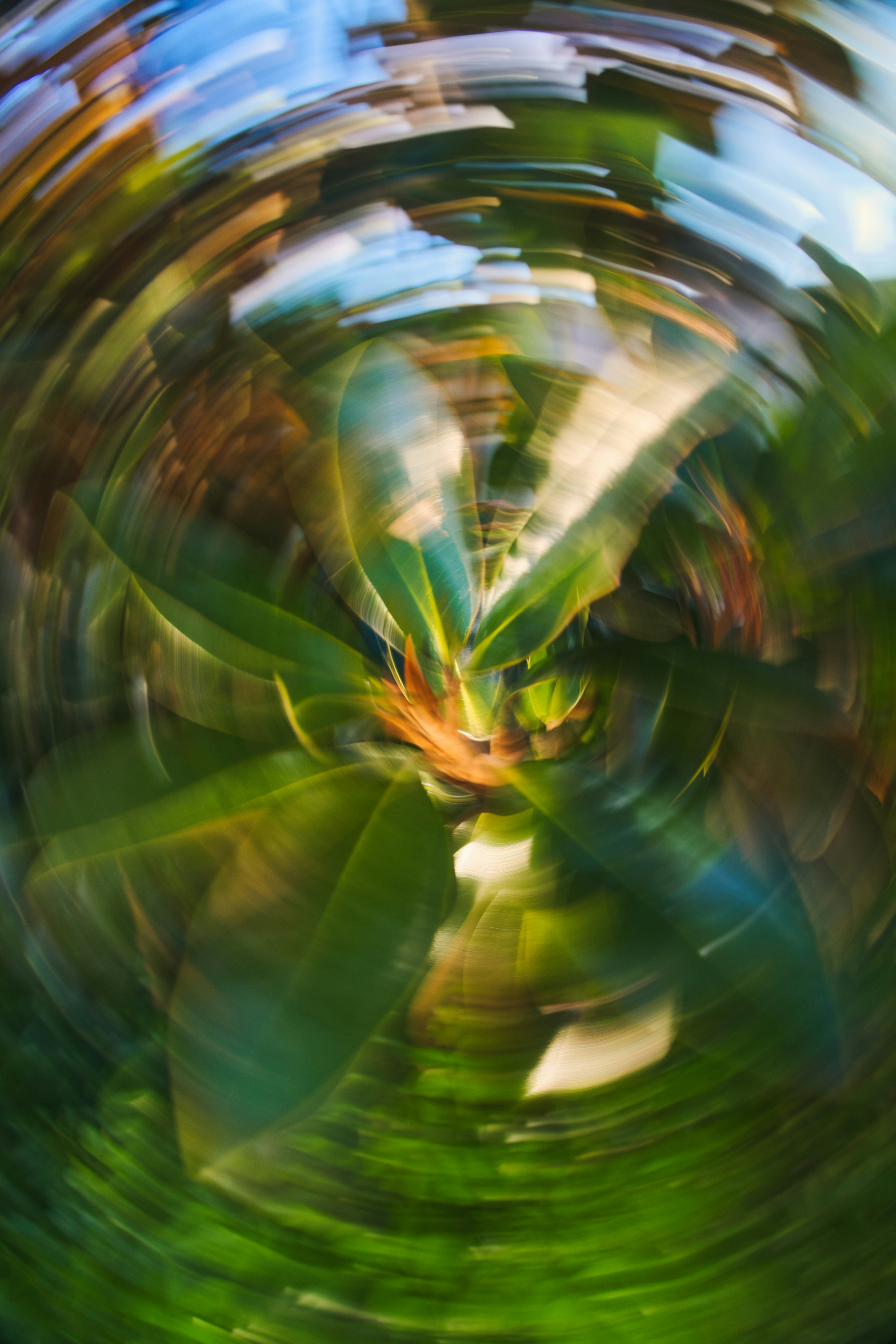 Green leaves of a plant captured with a swirling radial motion blur effect