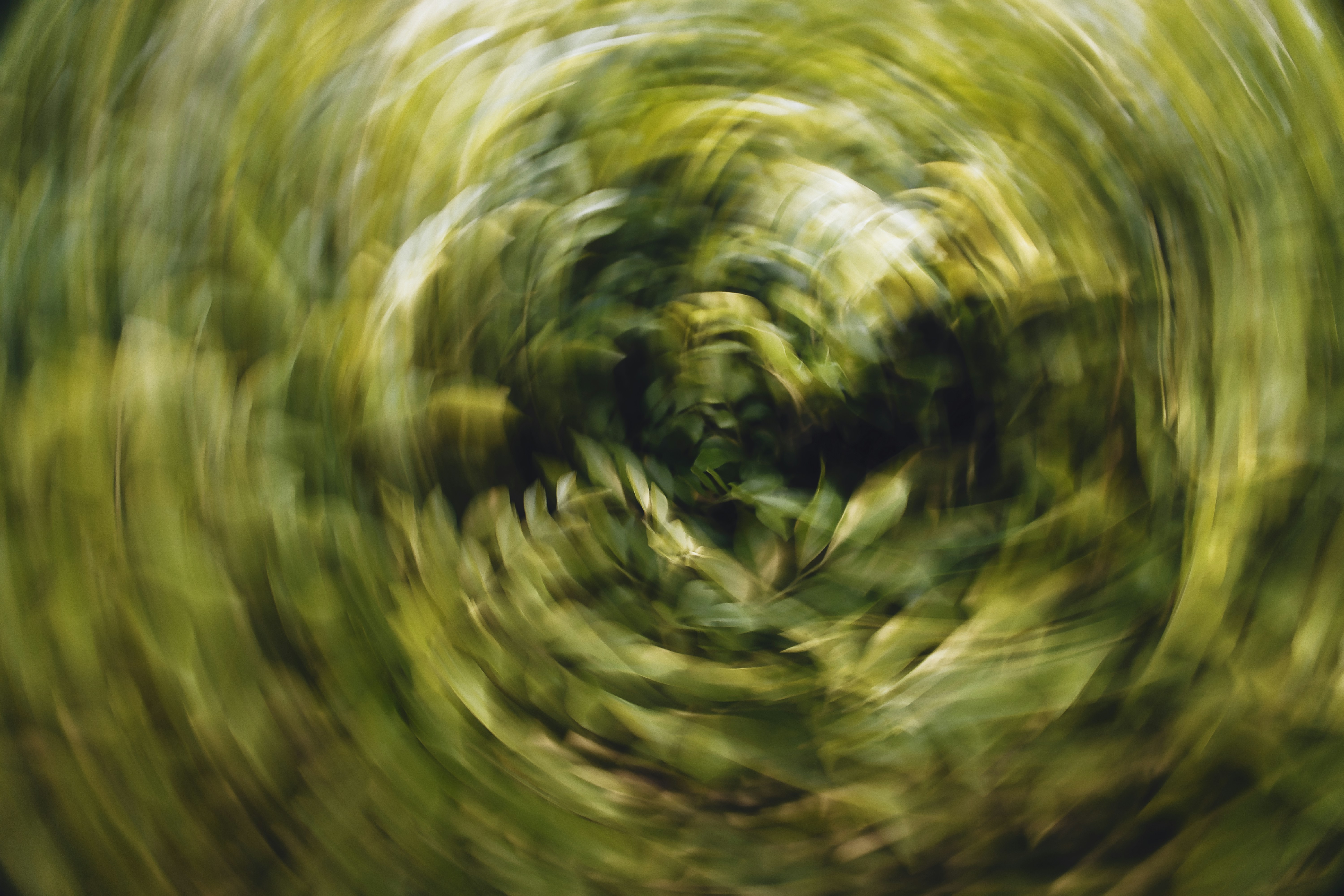 Abstract green foliage with a circular motion blur effect