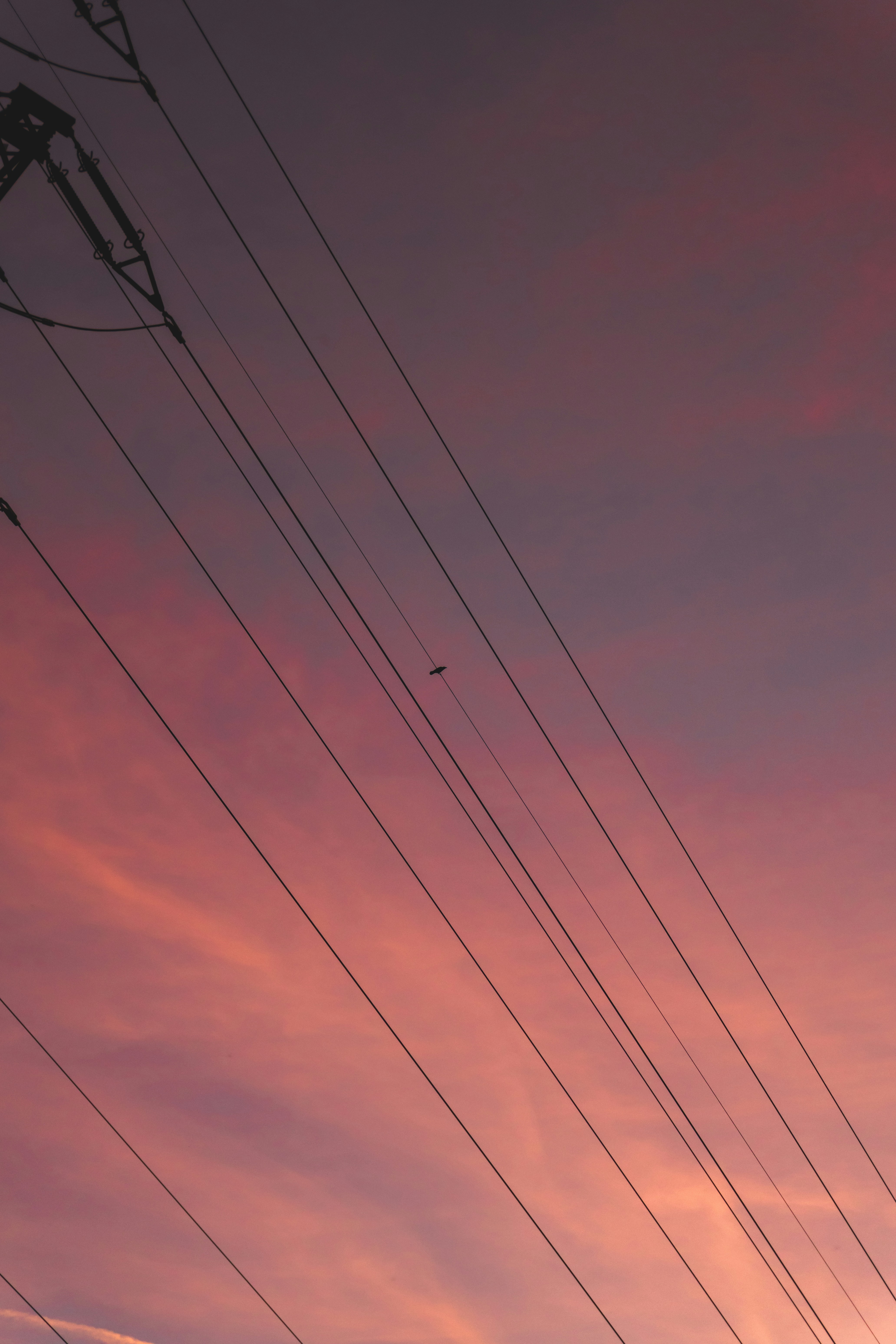A single bird perched on power lines against a warm pink and orange sky
