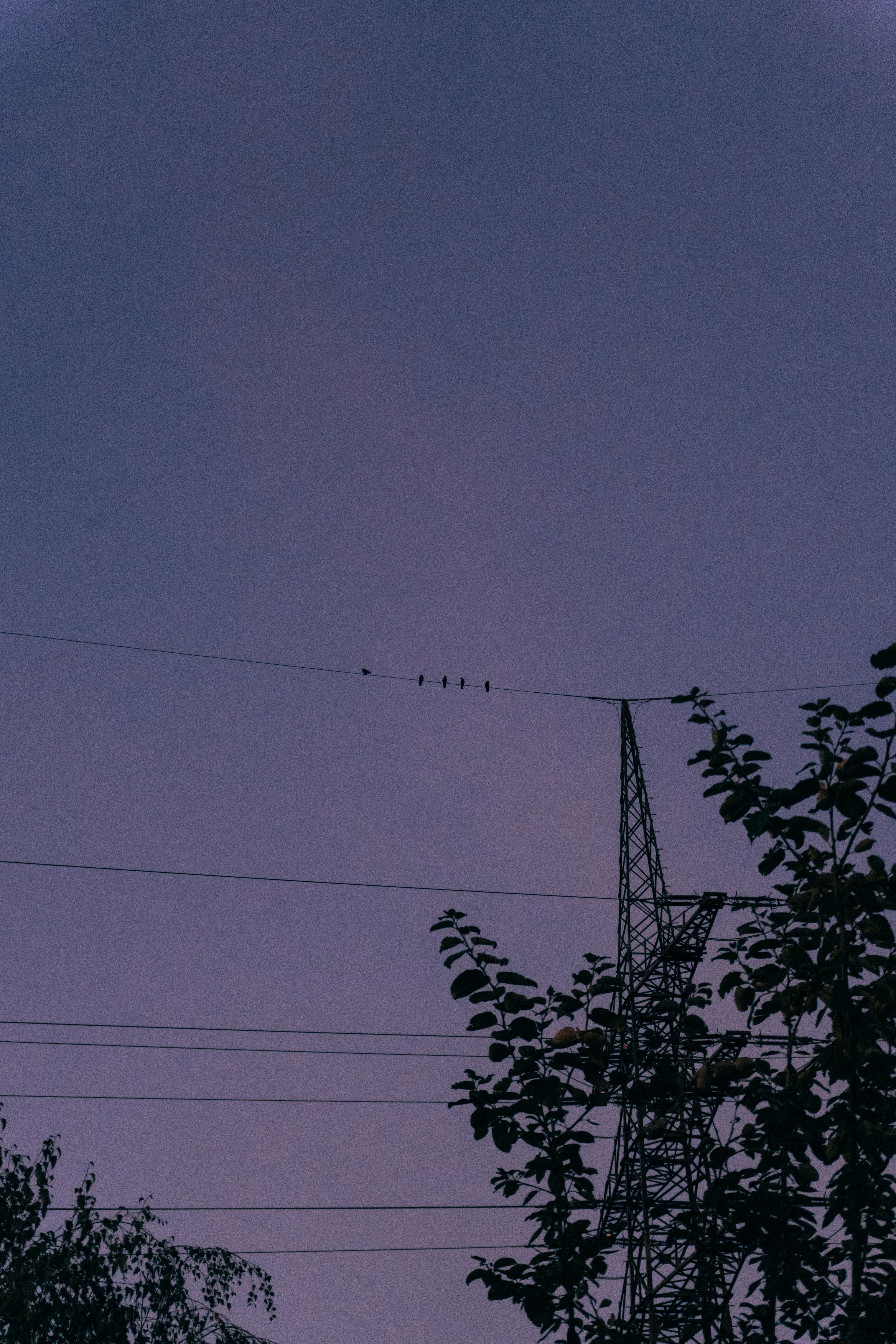 Birds perched on a power line against a deep purple evening sky