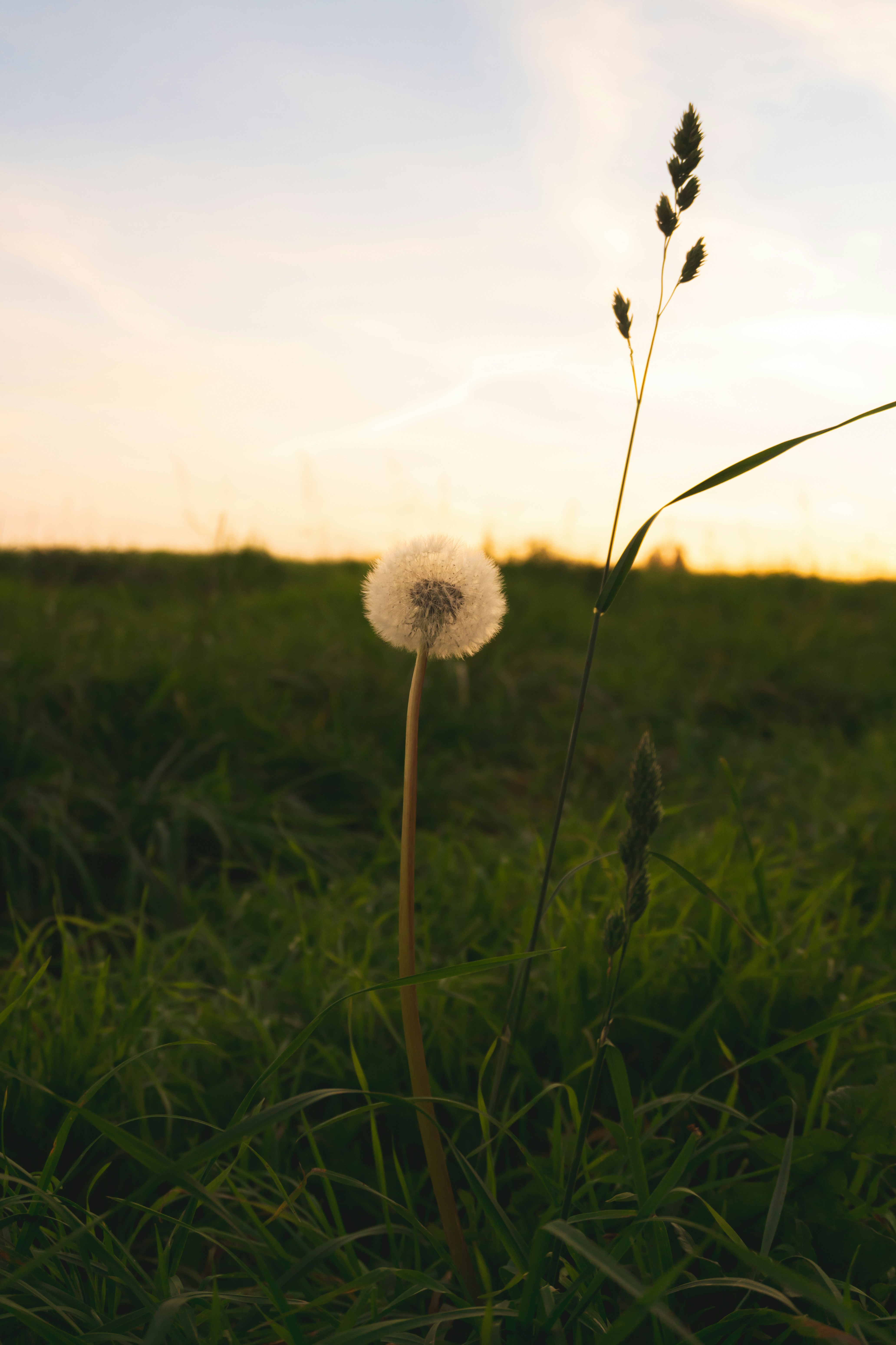 A dandelion seed head in a grassy field during the golden hour