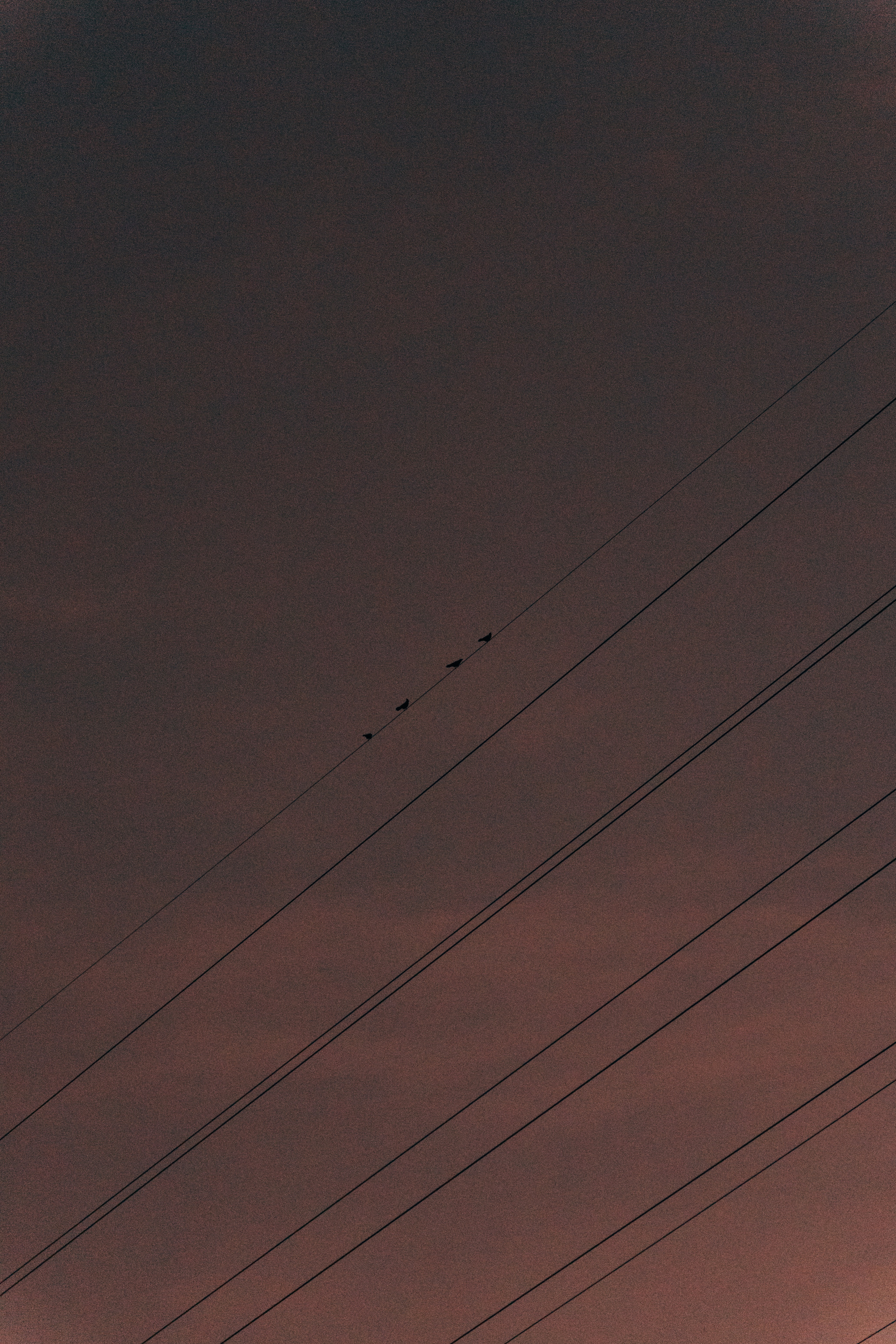 Four birds perched on a power line against a dark dusky sky