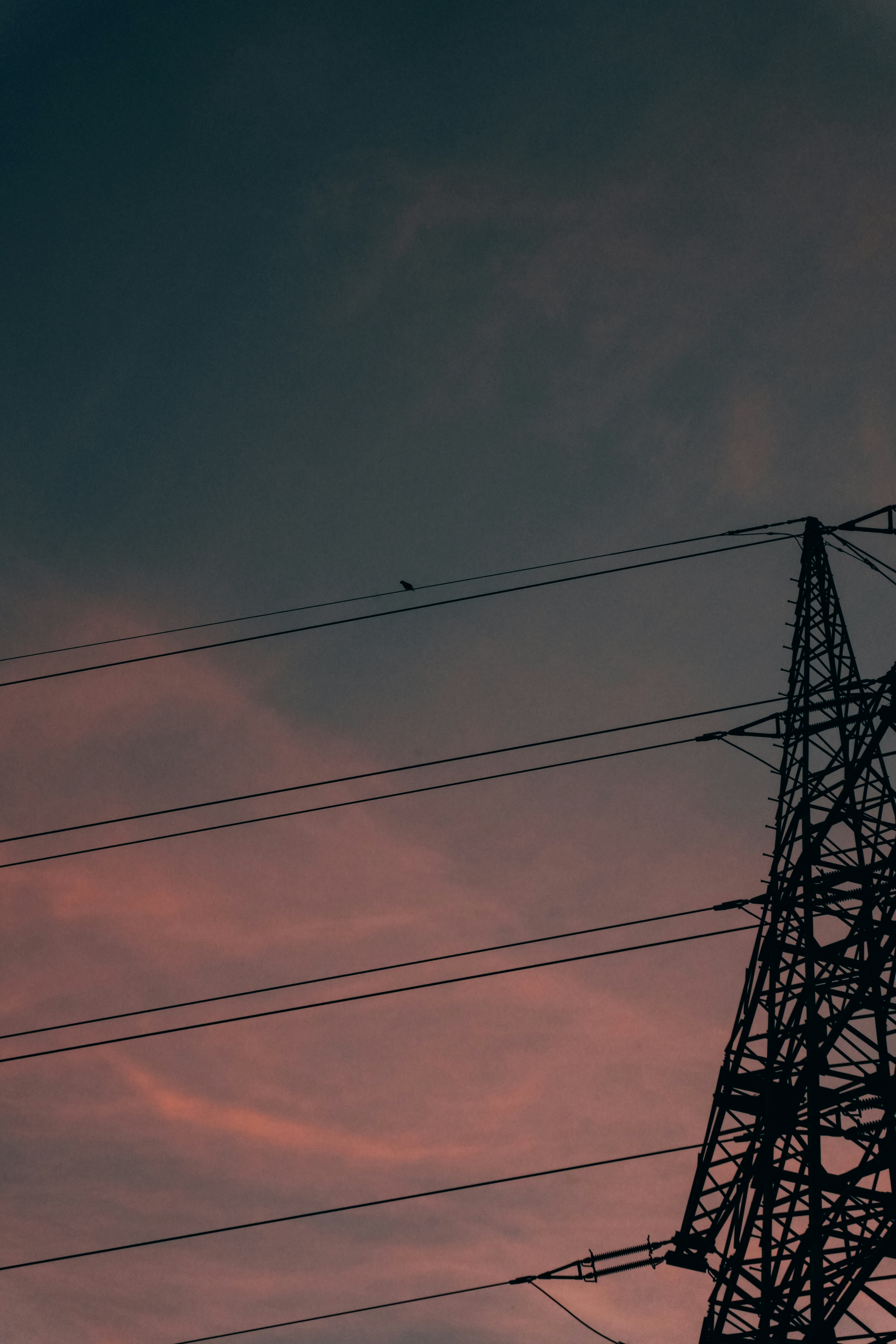 A bird perched on a power line against a warm orange and purple sky