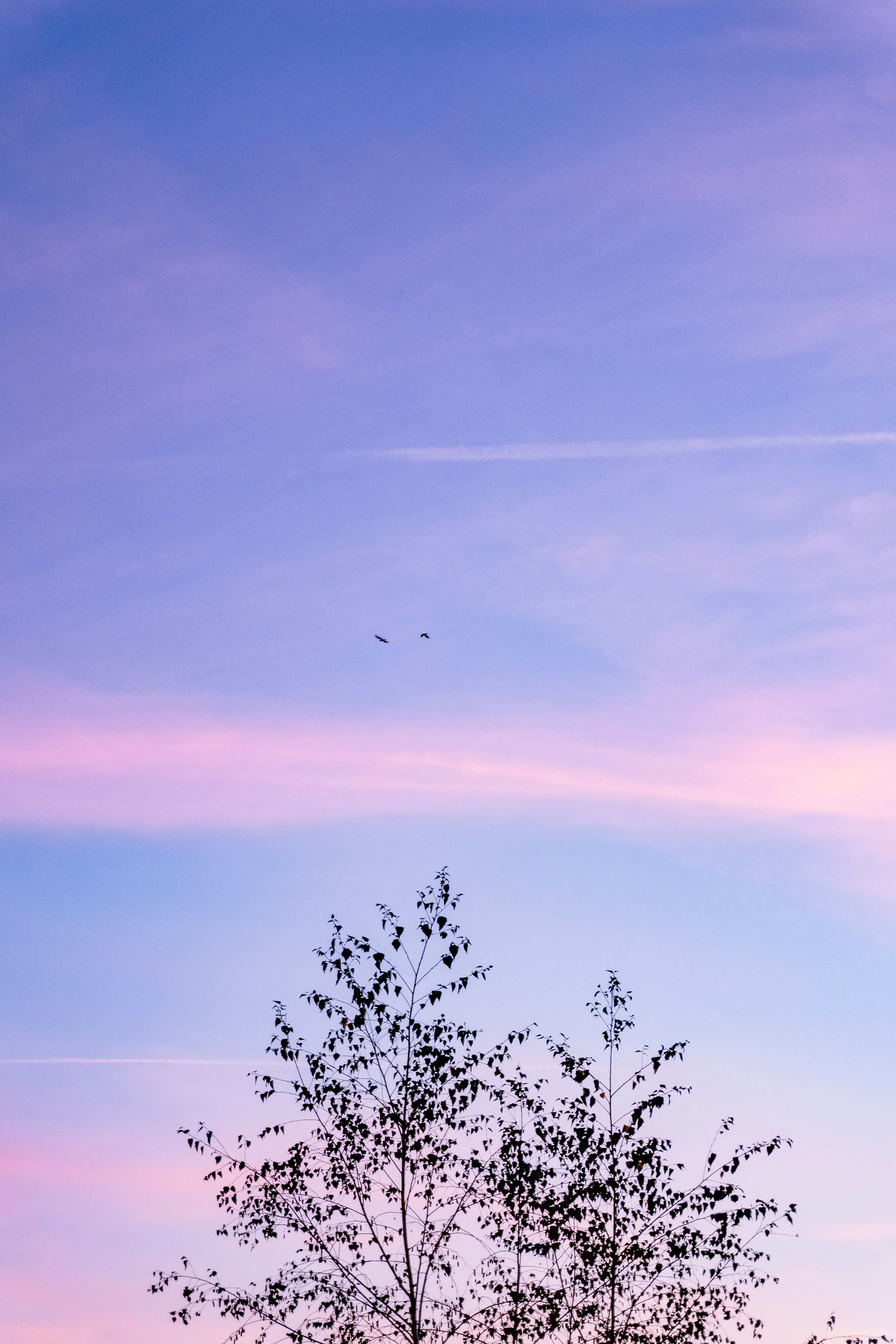 Silhouetted tree branches against a soft pink and blue sky with two small birds