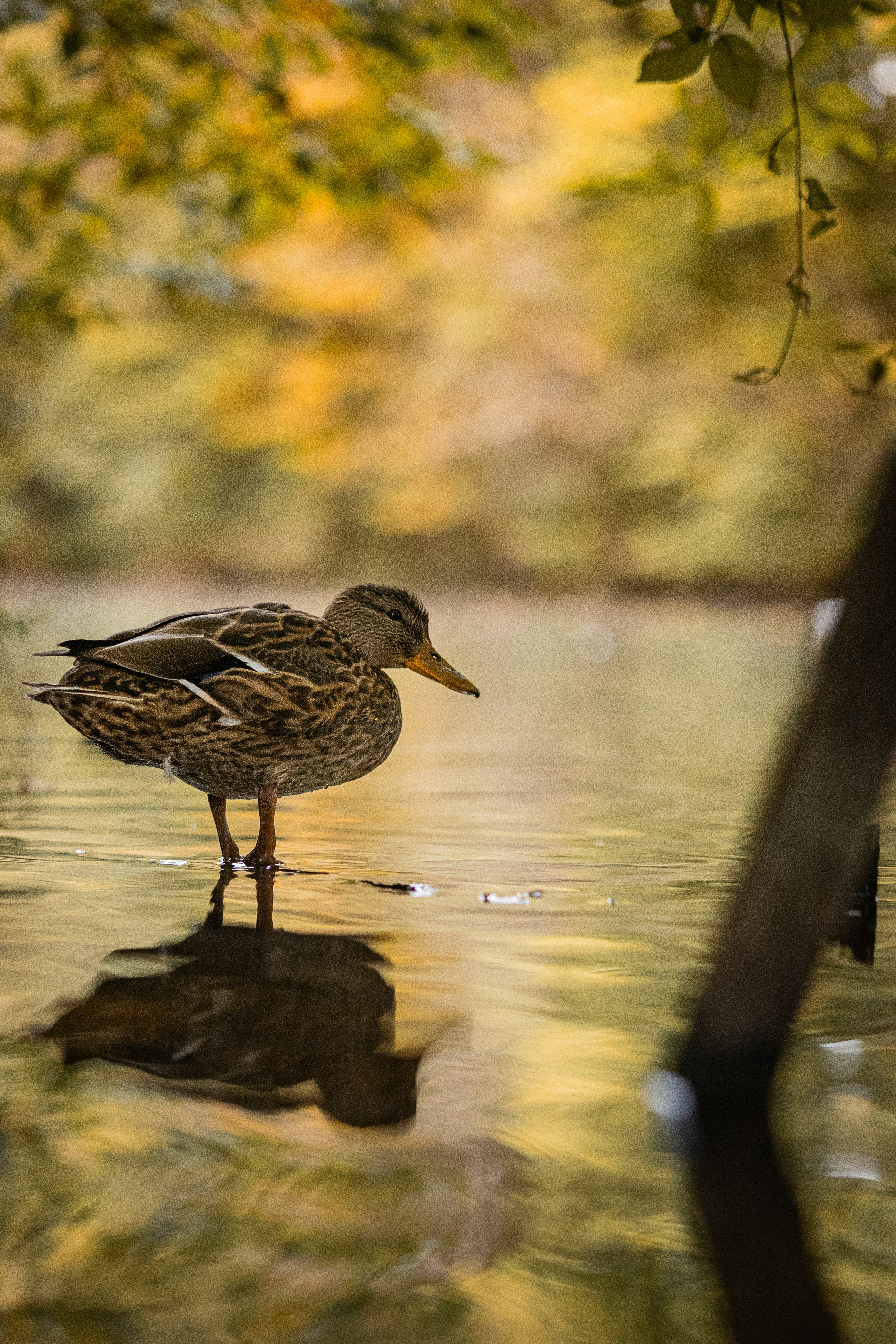 A mallard duck standing in shallow water with golden autumn foliage reflected on the surface