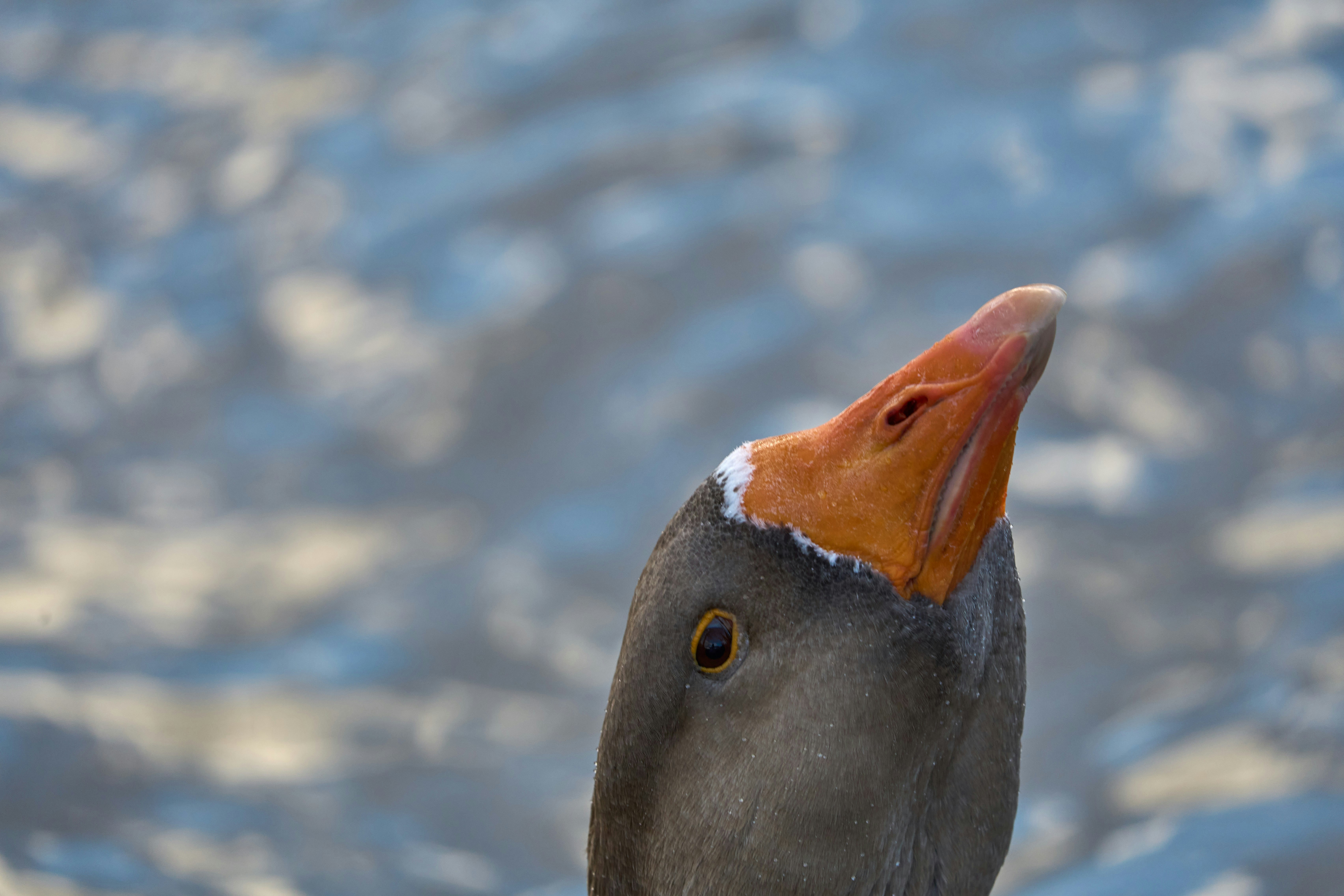 Close-up of a grey goose head with an orange beak against rippling blue water