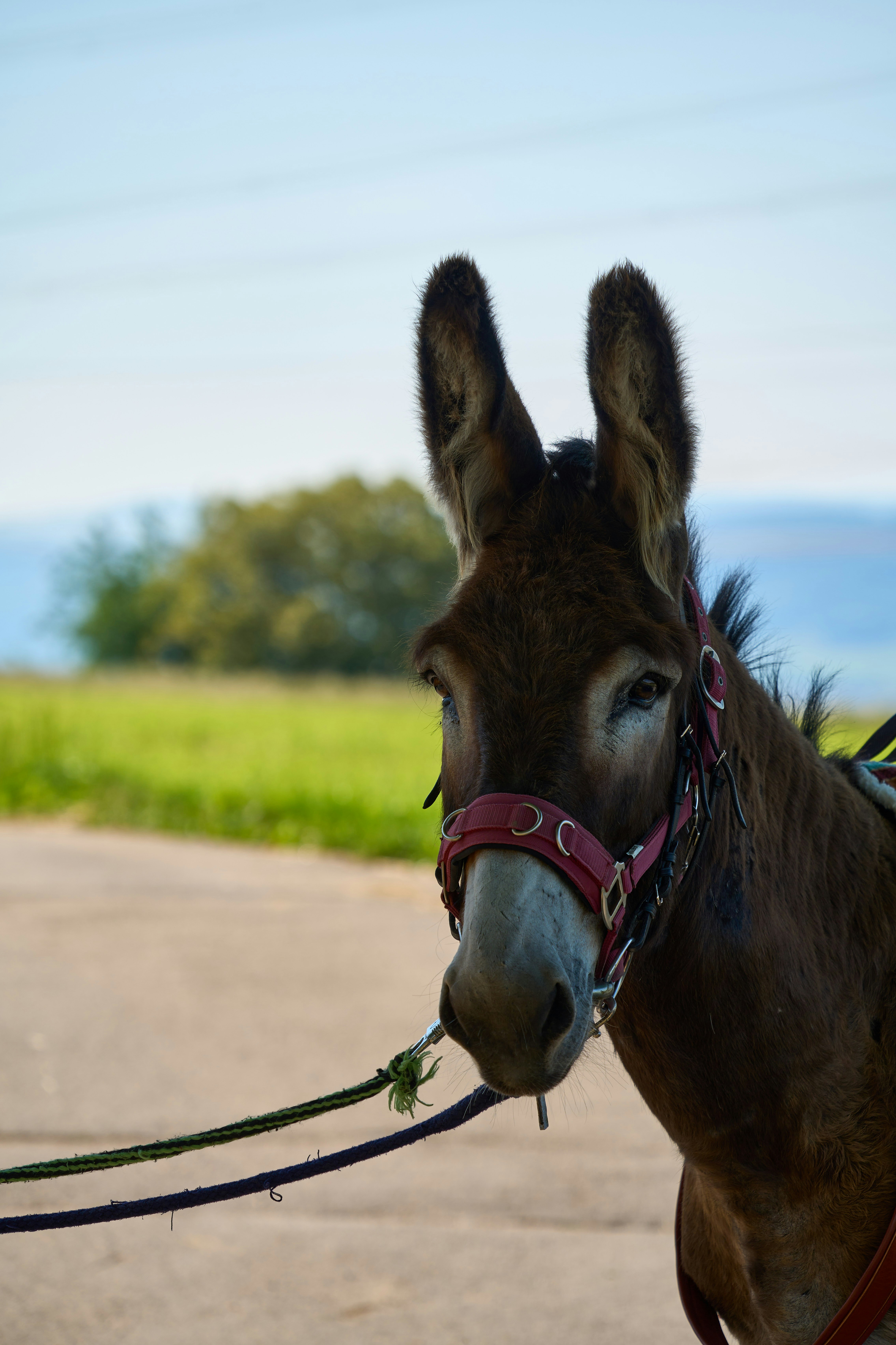 A brown donkey with a red halter on a paved path in a field