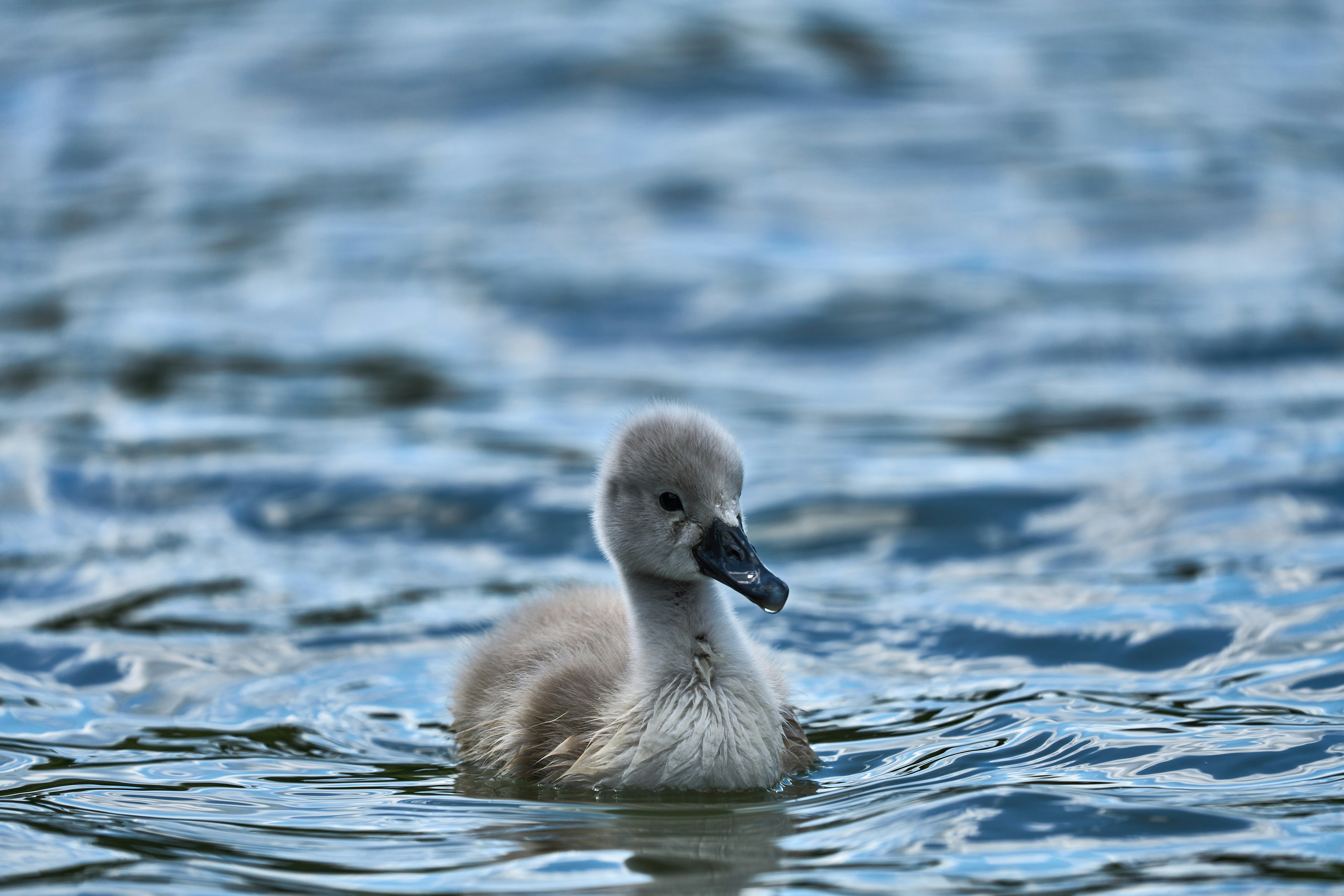 A fluffy grey swan cygnet swimming on rippling blue water
