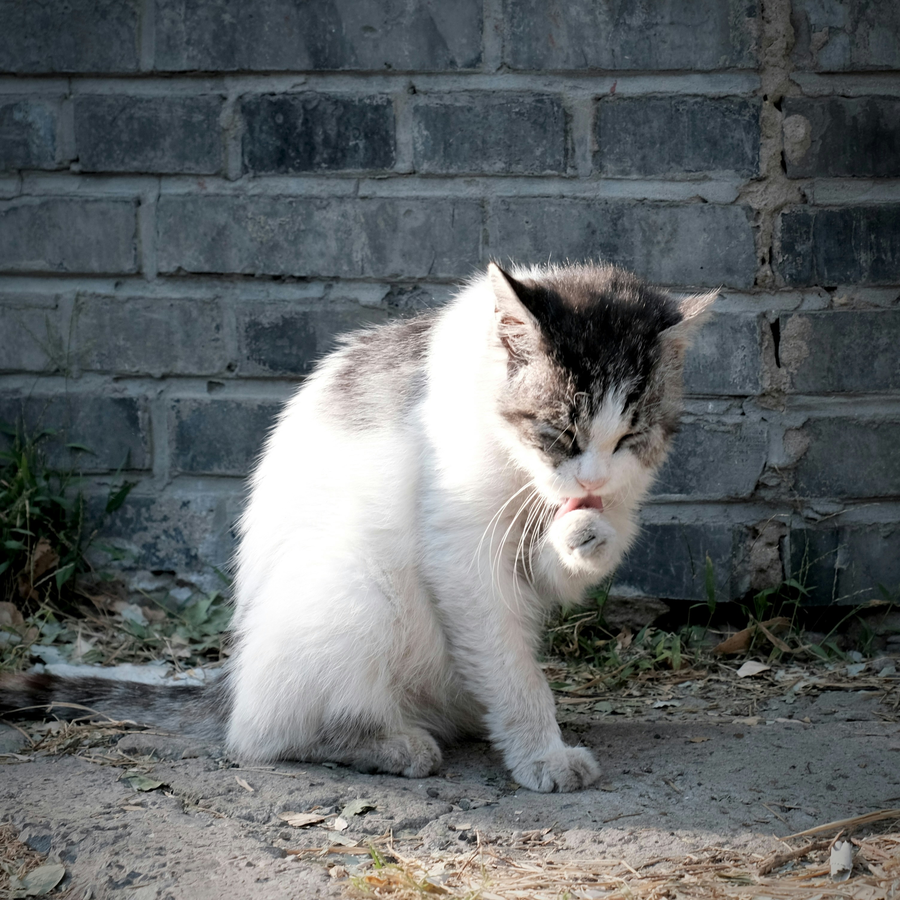 A grey and white cat grooming its paw in front of a grey brick wall