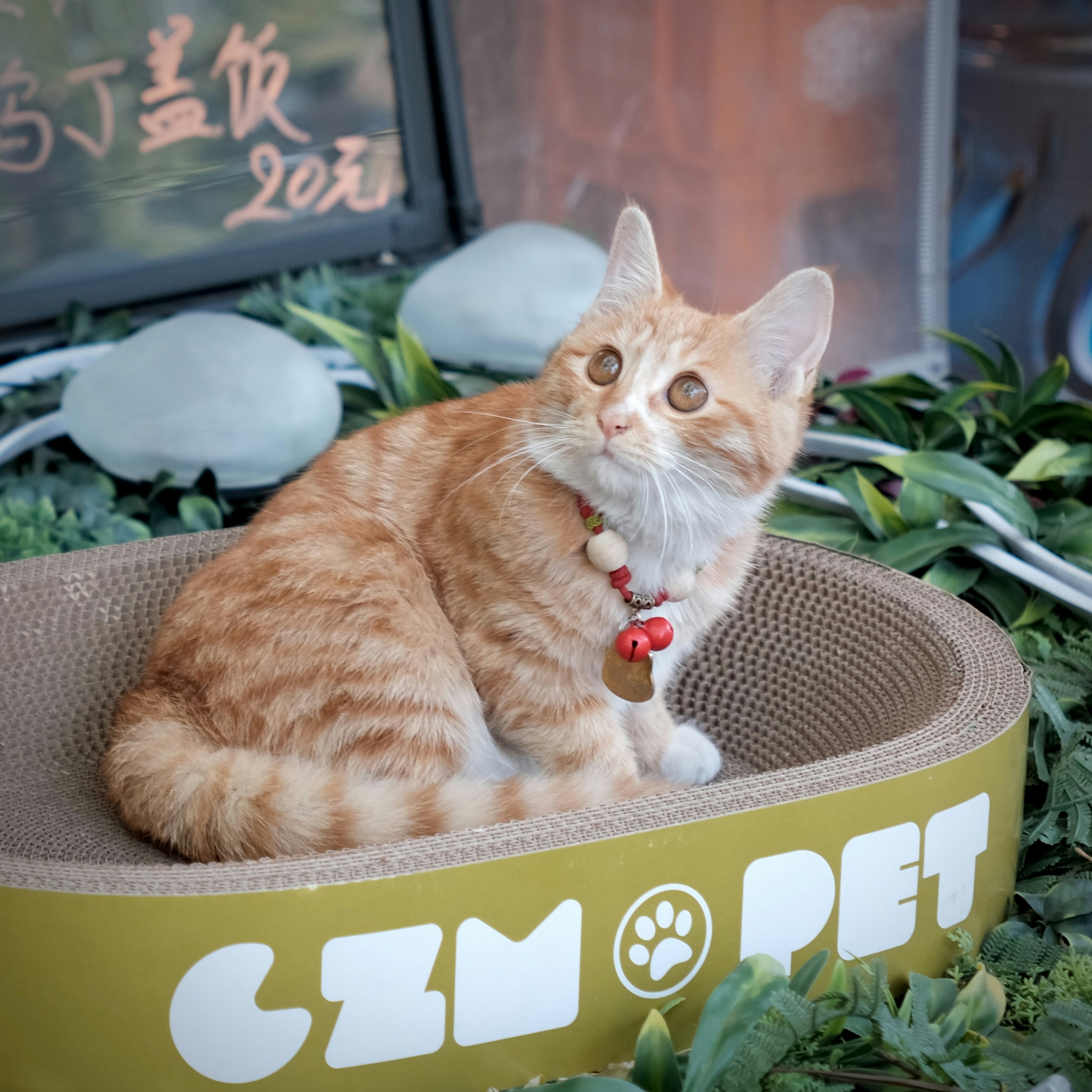 An orange tabby cat with a red collar and bell in a cardboard pet bed