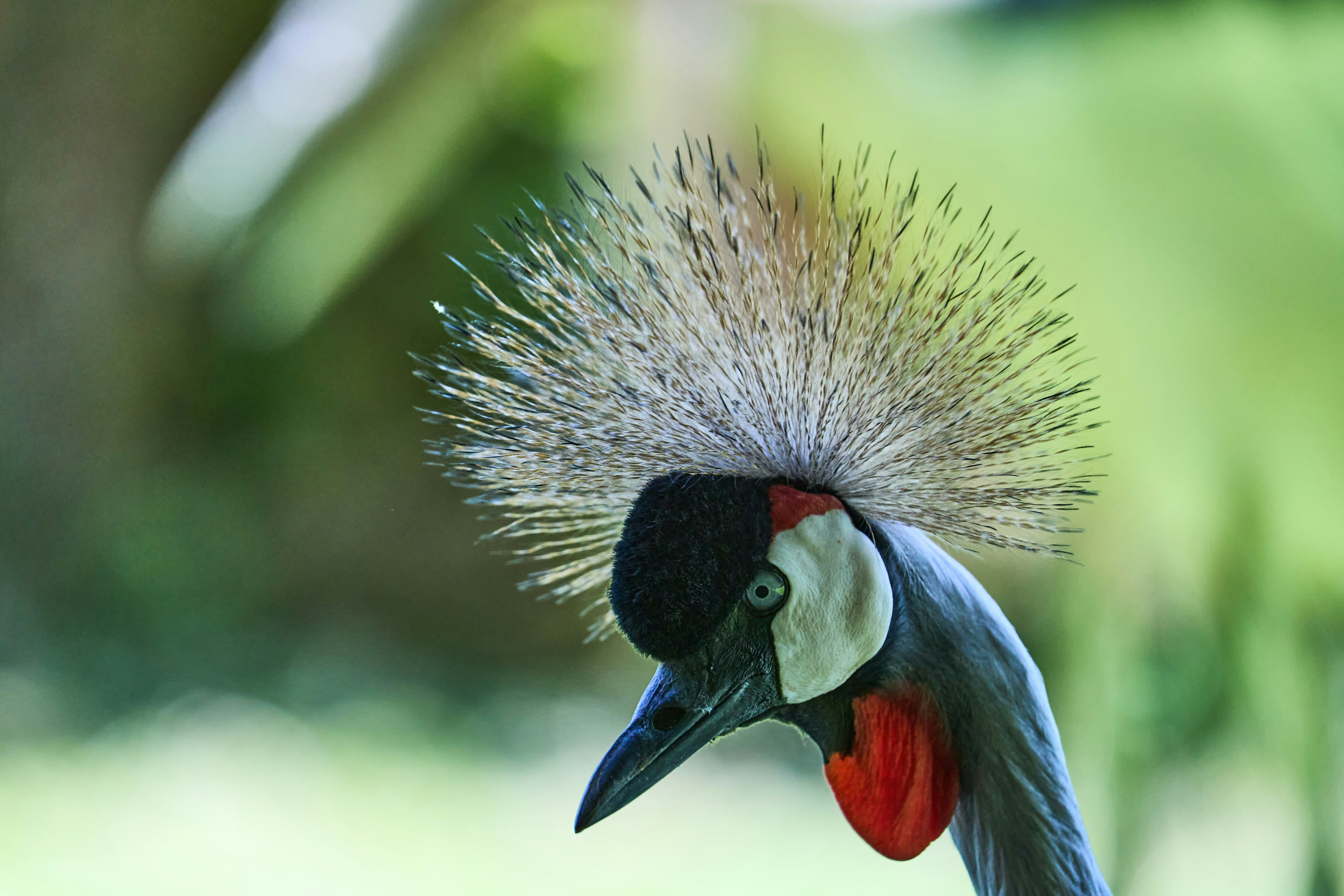 A grey crowned crane with a spiky golden crest and a bright red wattle
