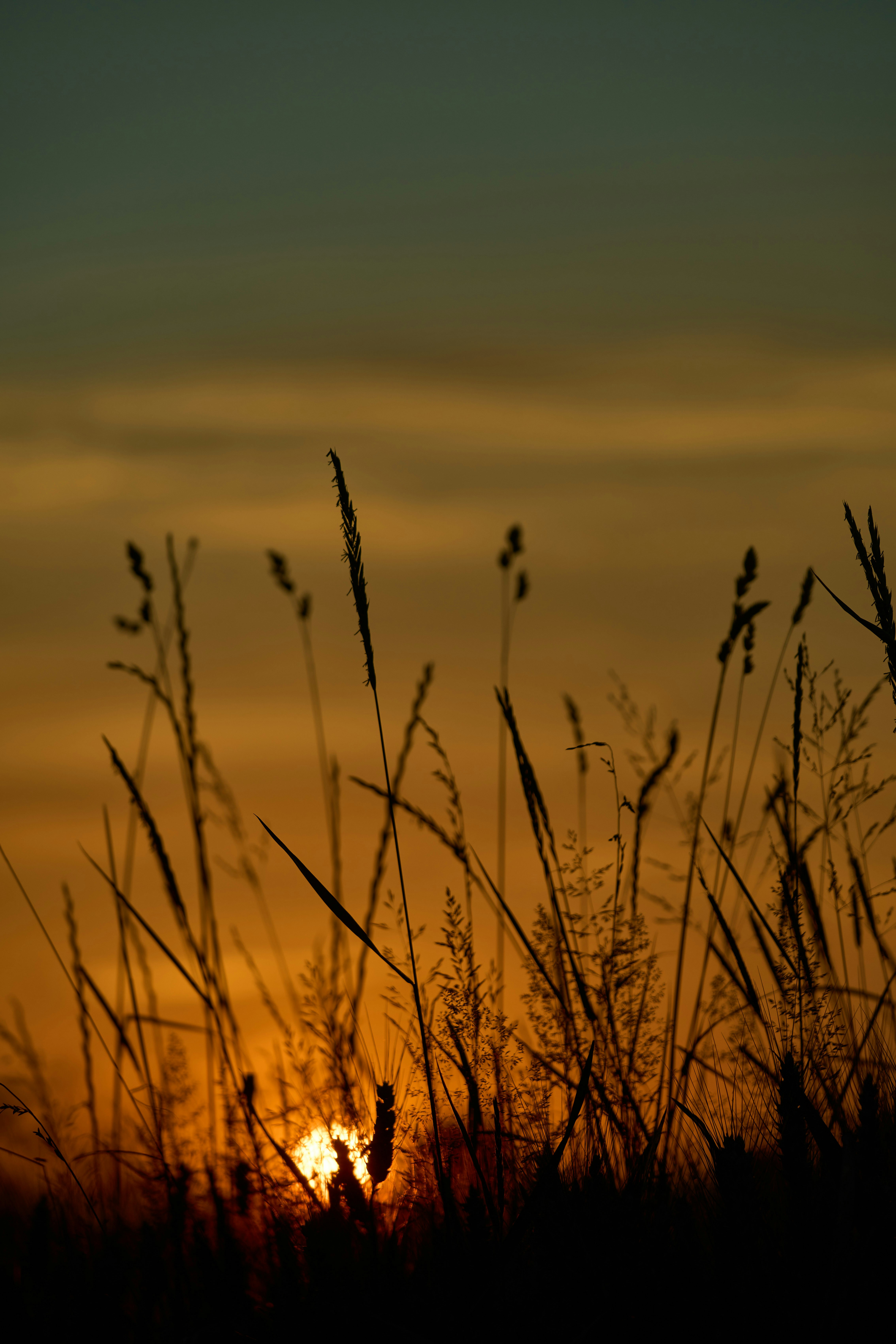 Tall grass in silhouette against a warm orange sky with a low sun