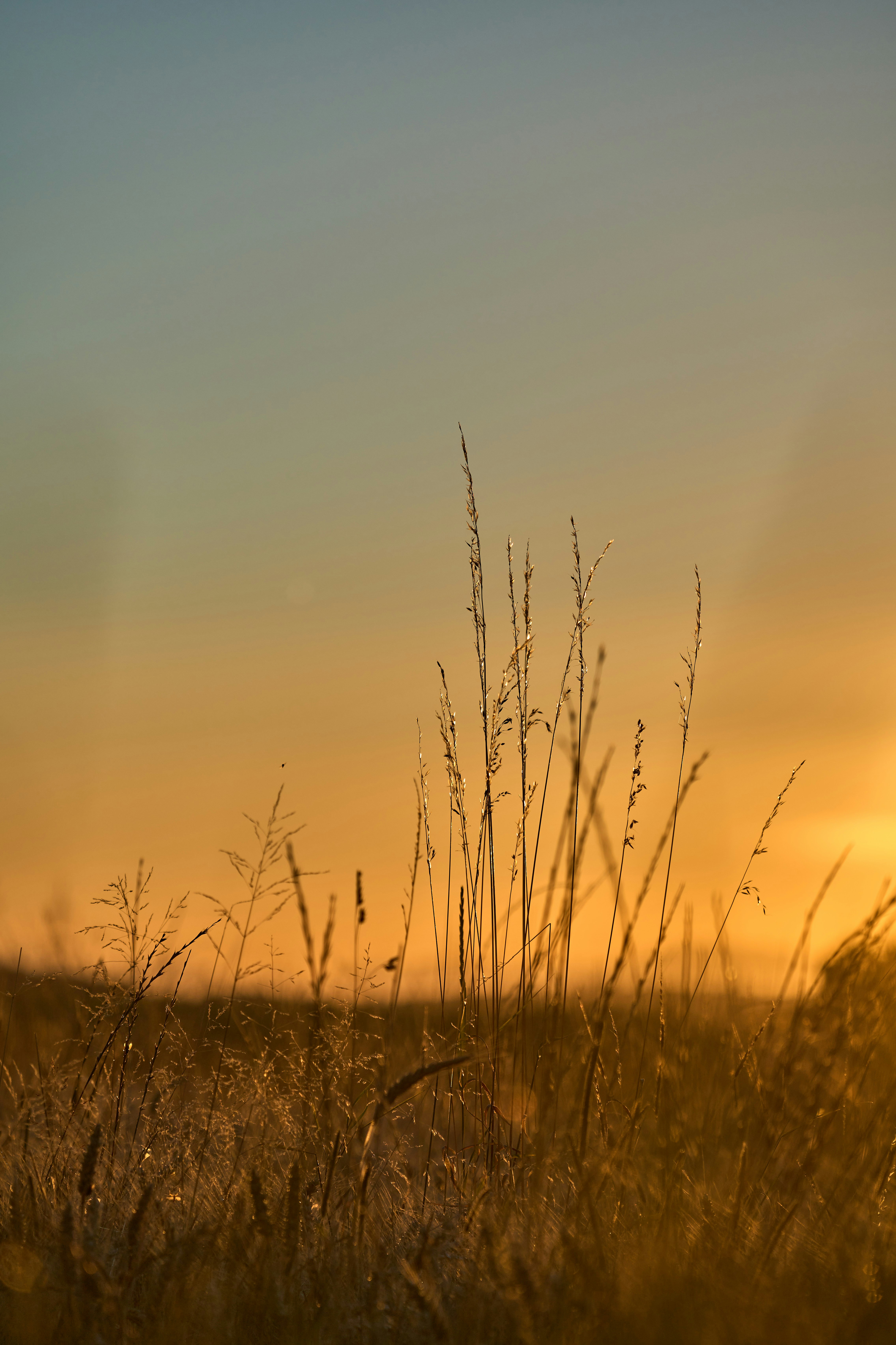 Tall blades of grass silhouetted against a warm orange sky during the golden hour