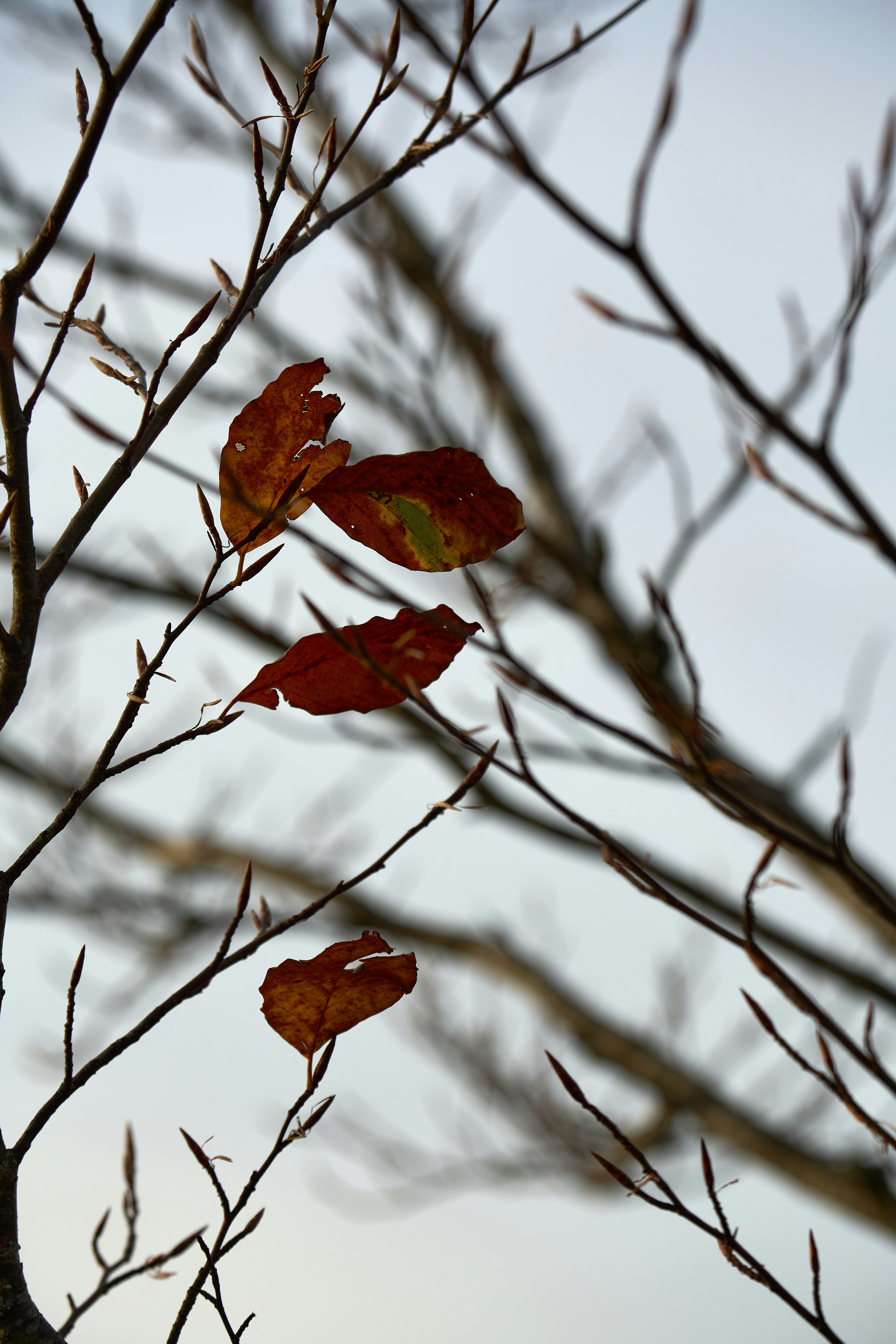Brown autumn leaves on thin bare branches against a pale sky