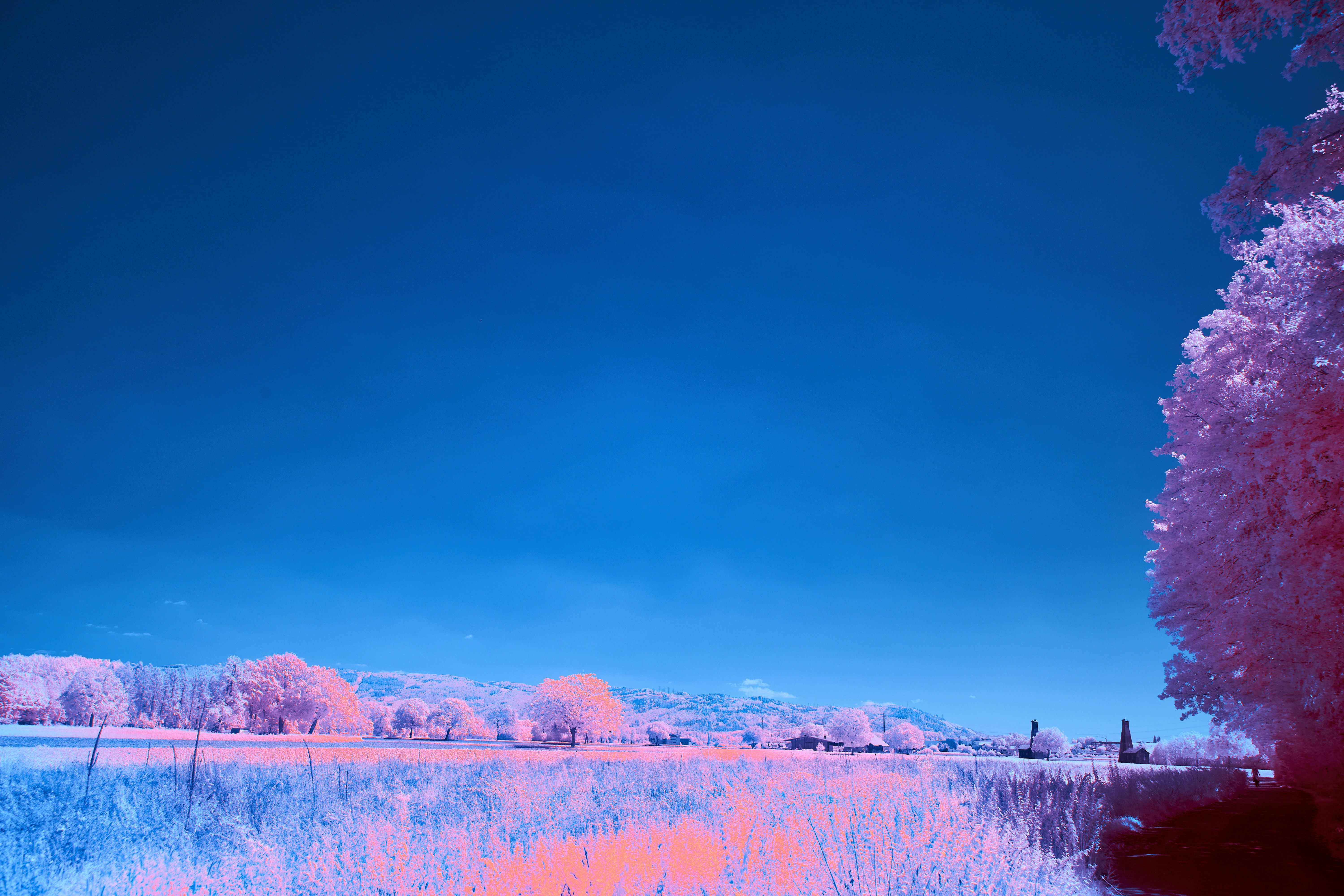 Infrared landscape with pink foliage and a deep blue sky over a field