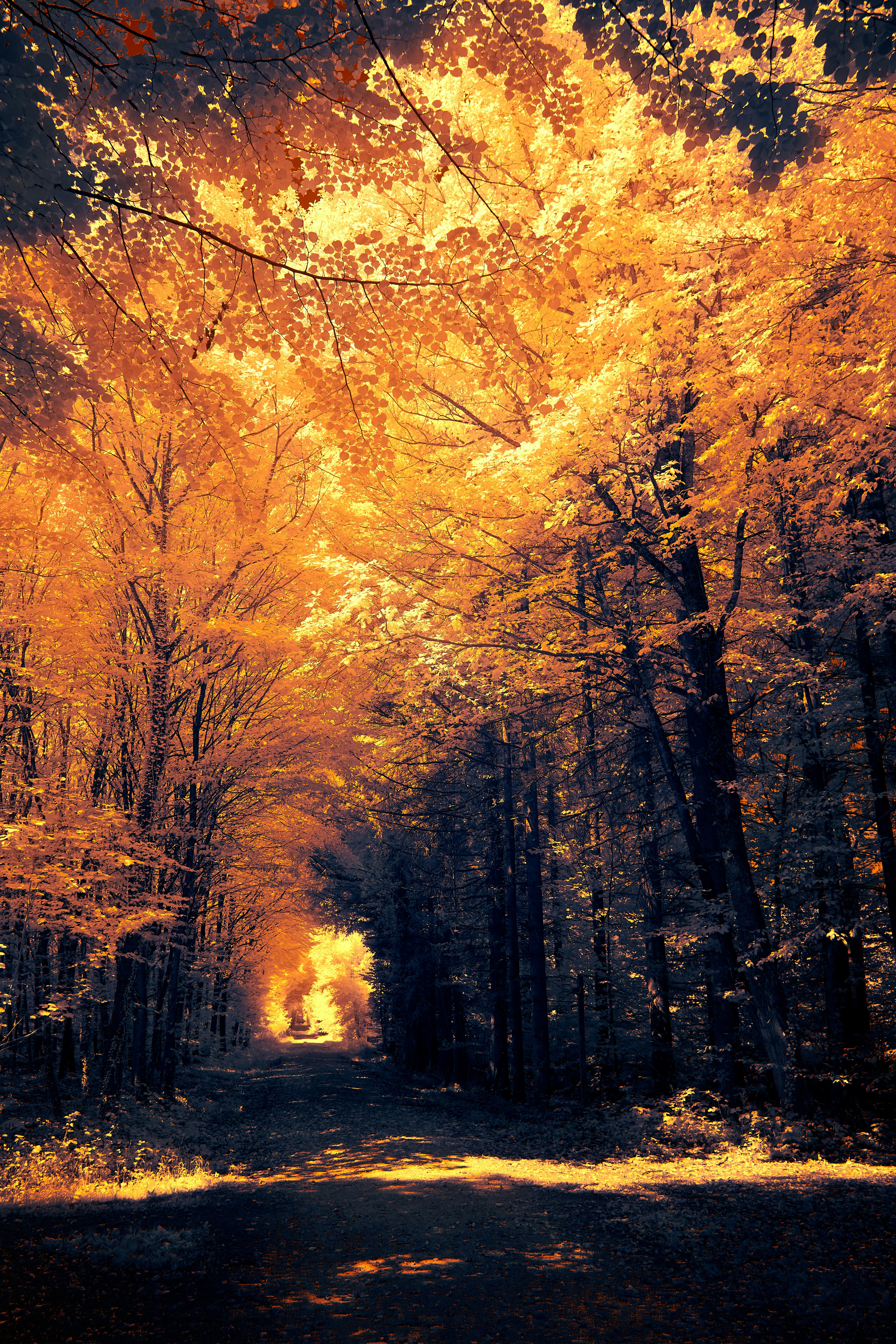A forest path illuminated by golden light filtering through dense autumn foliage