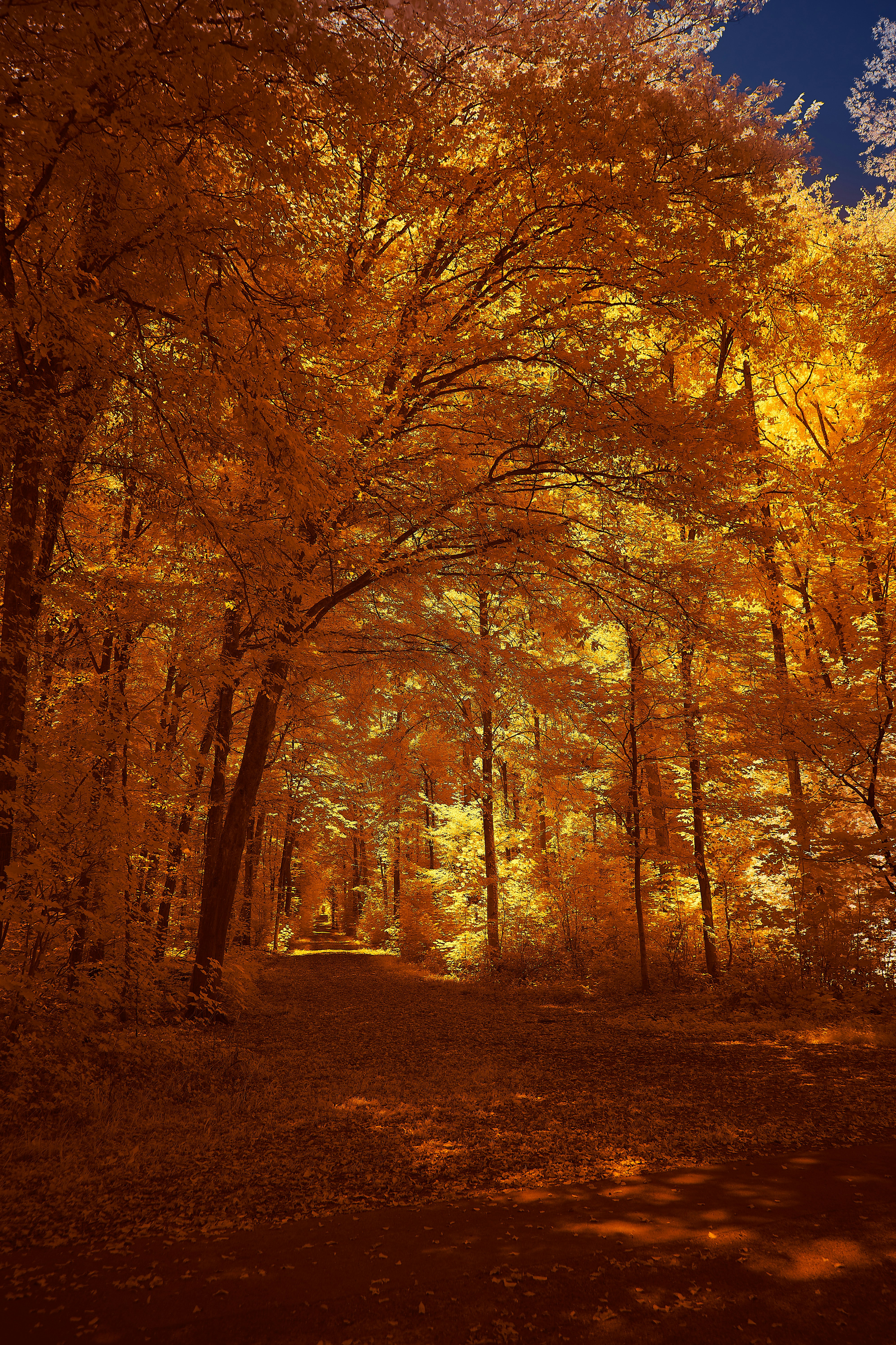 A path through a dense forest with vibrant golden autumn foliage under a deep blue sky
