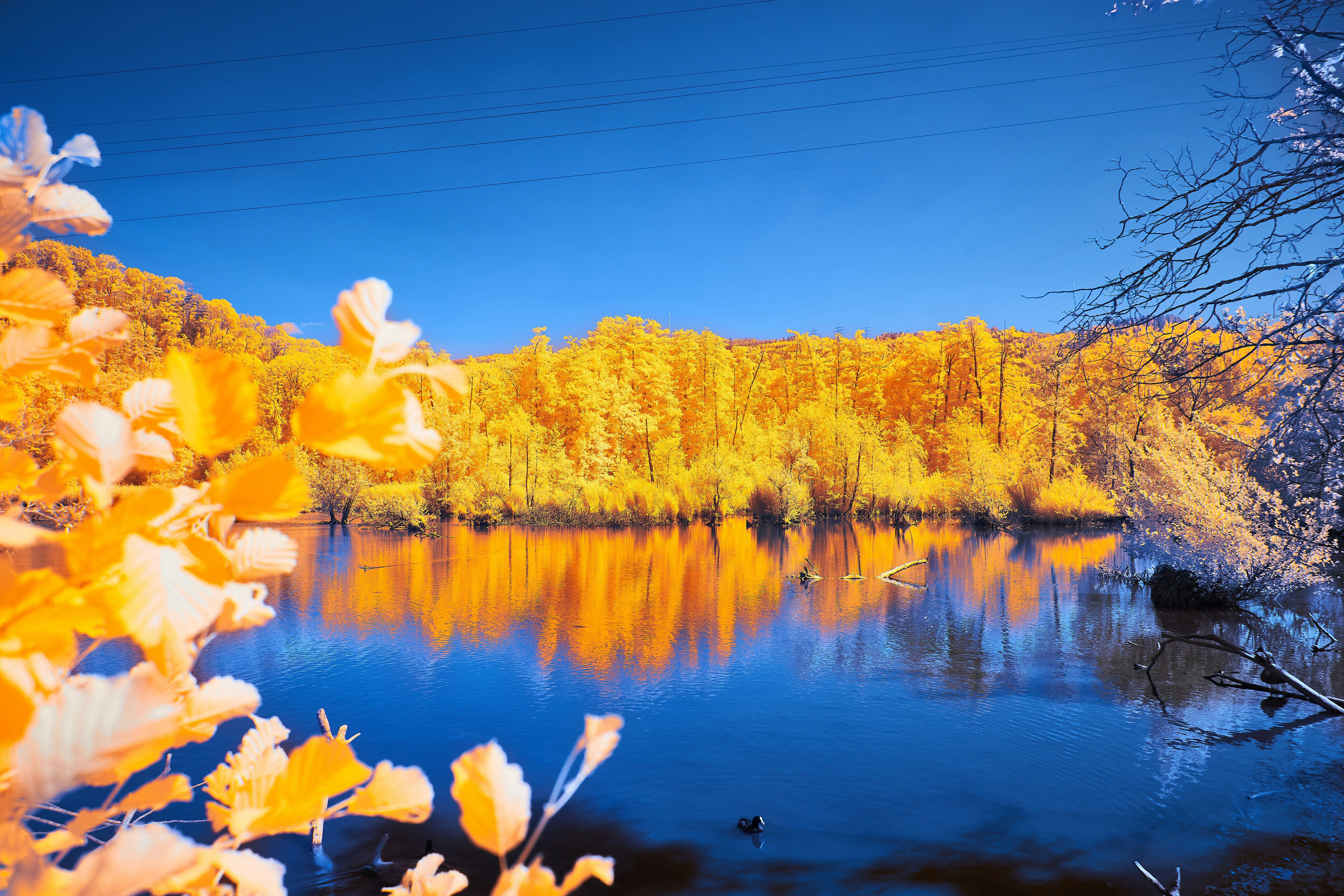 Vibrant yellow trees reflected in a deep blue lake under a clear sky