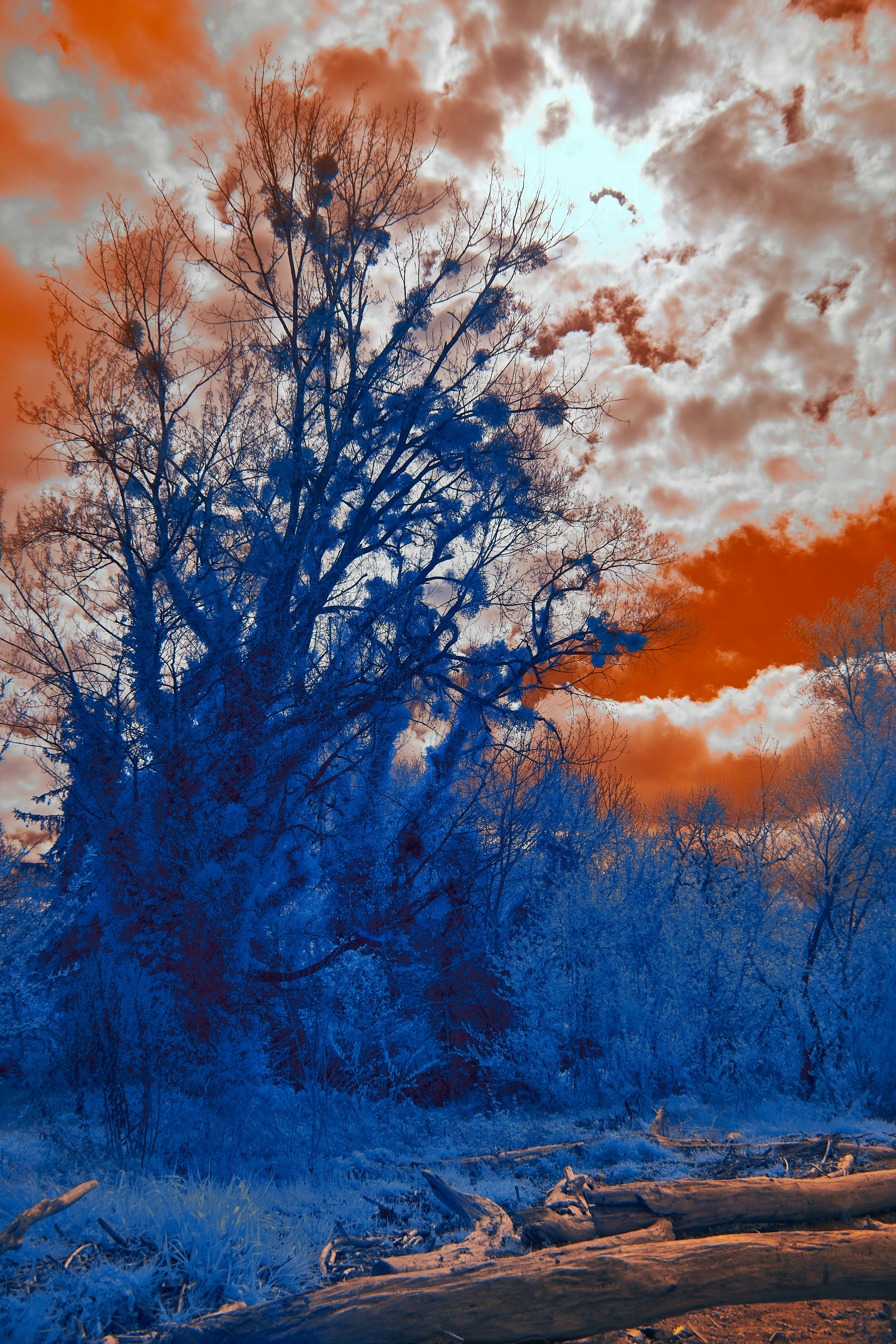 A large blue tree with mistletoe against a dramatic orange and white cloudy sky