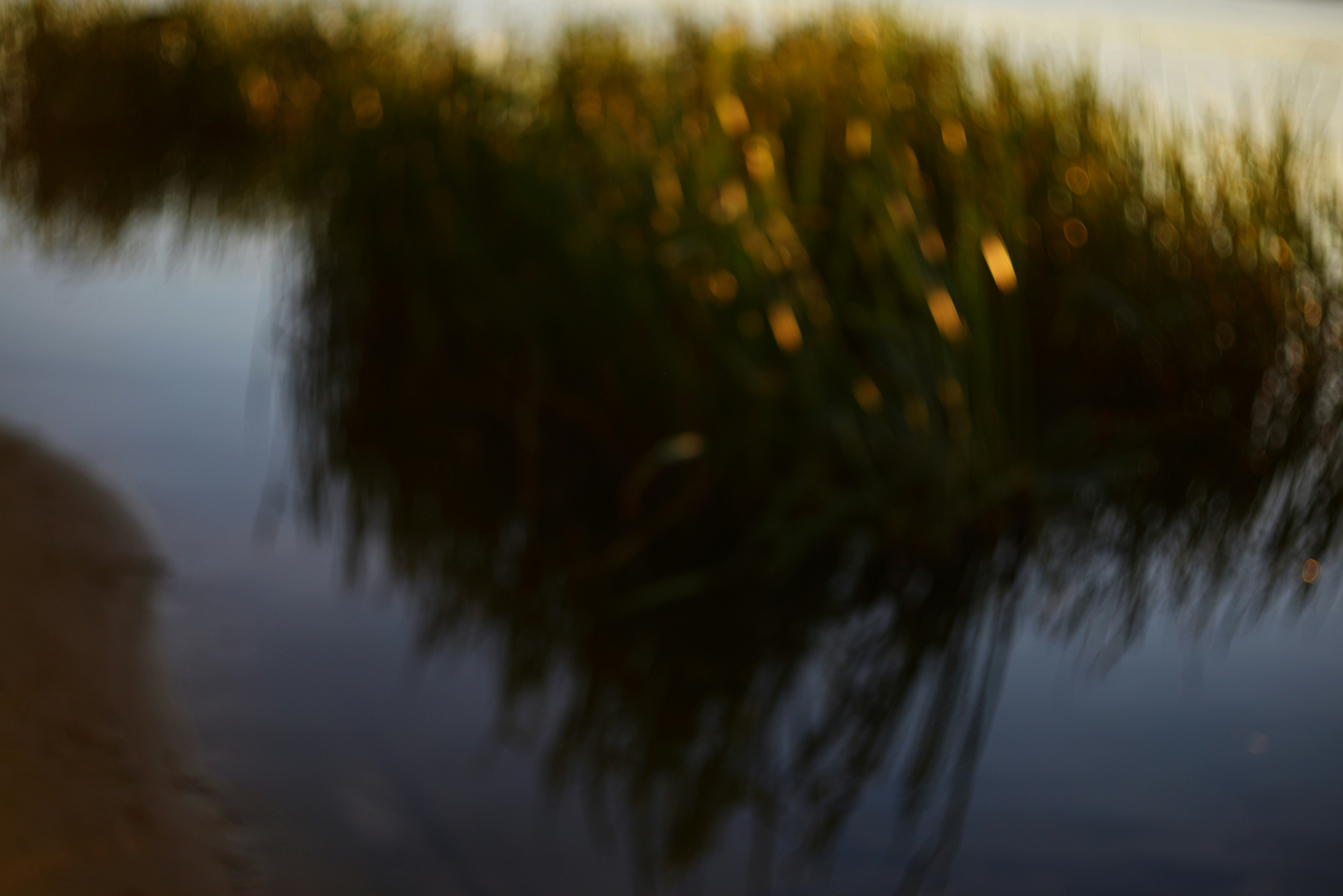 Hautes herbes floues se reflétant dans l’eau sombre pendant l’heure dorée
