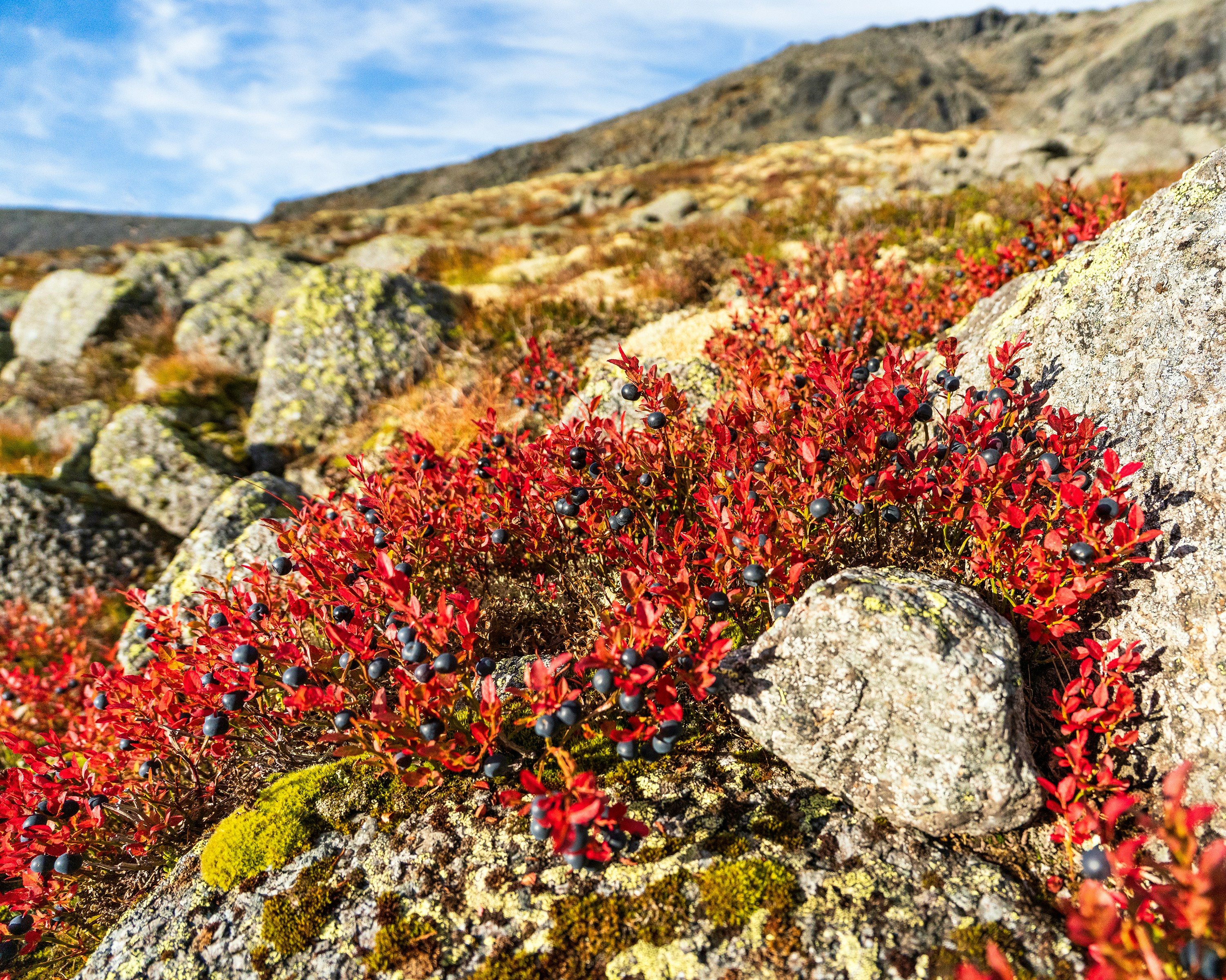野生のクロマメノキと栽培ブルーベリーの生態・成分・薬効に関する研究を整理した文献レビュー