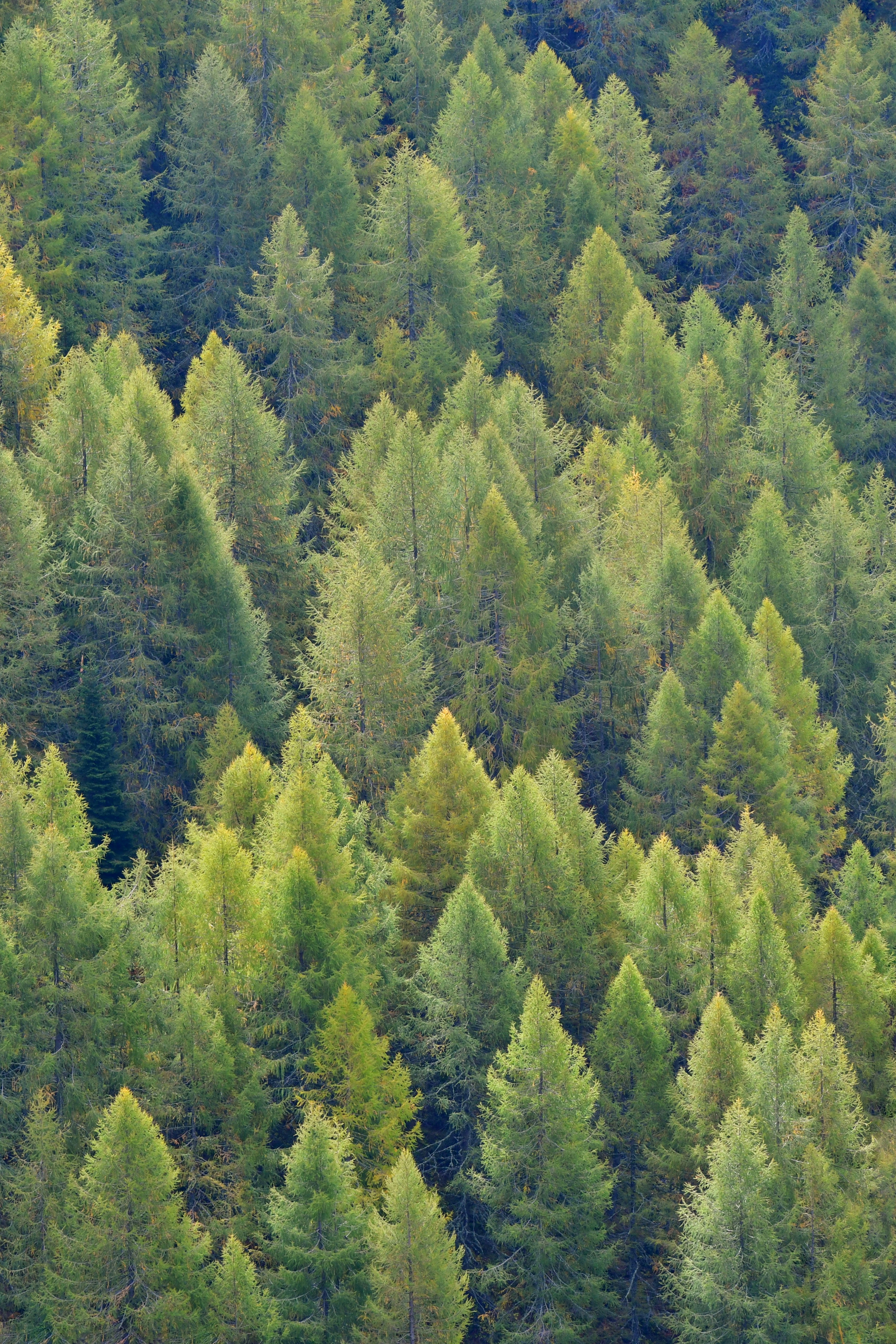 Un denso bosque de coníferas con agujas verdes y amarillas en una ladera